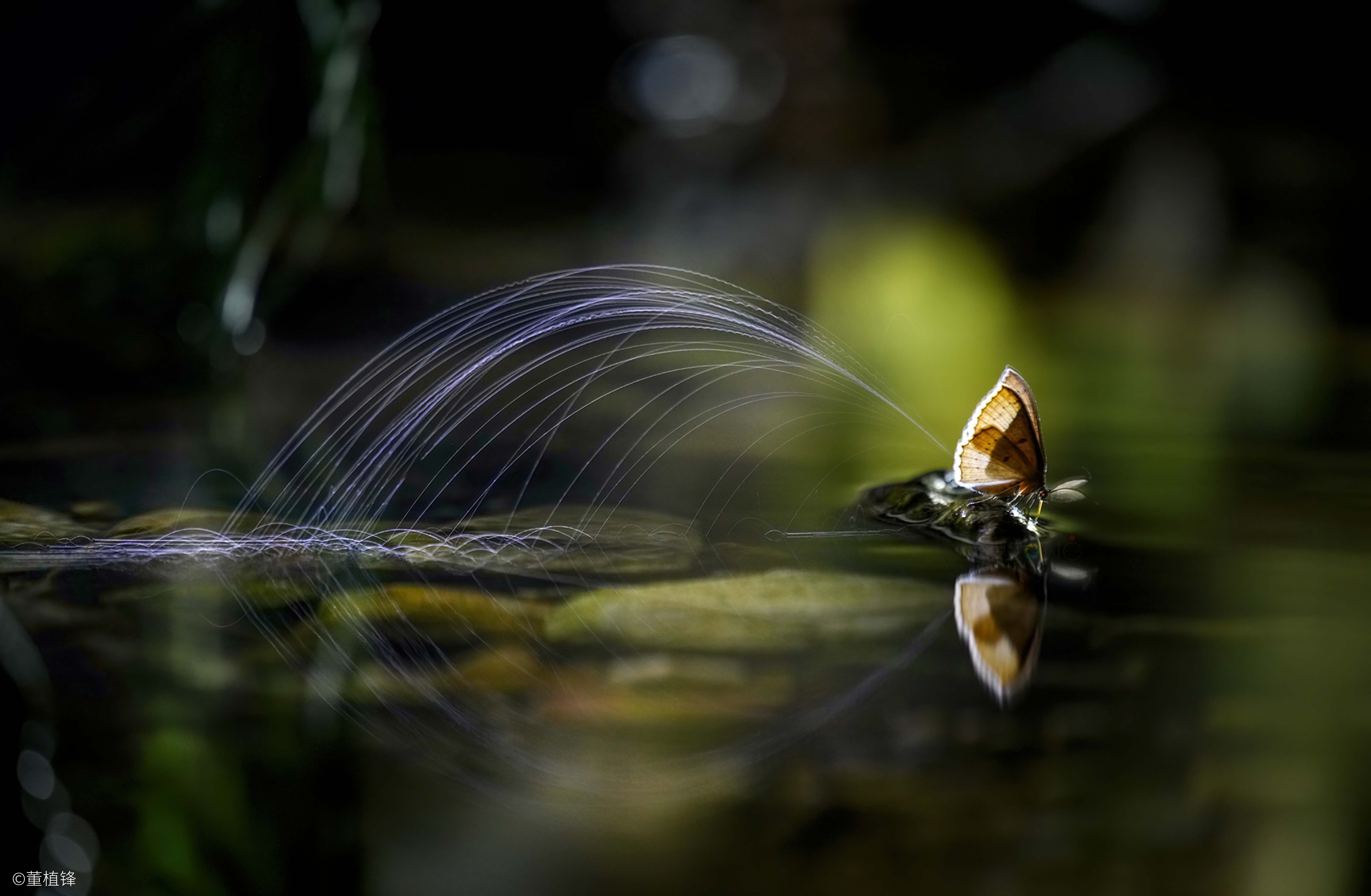 ©曹植锋FF 180mm f/4.5 1.5X Ultra Macro APO