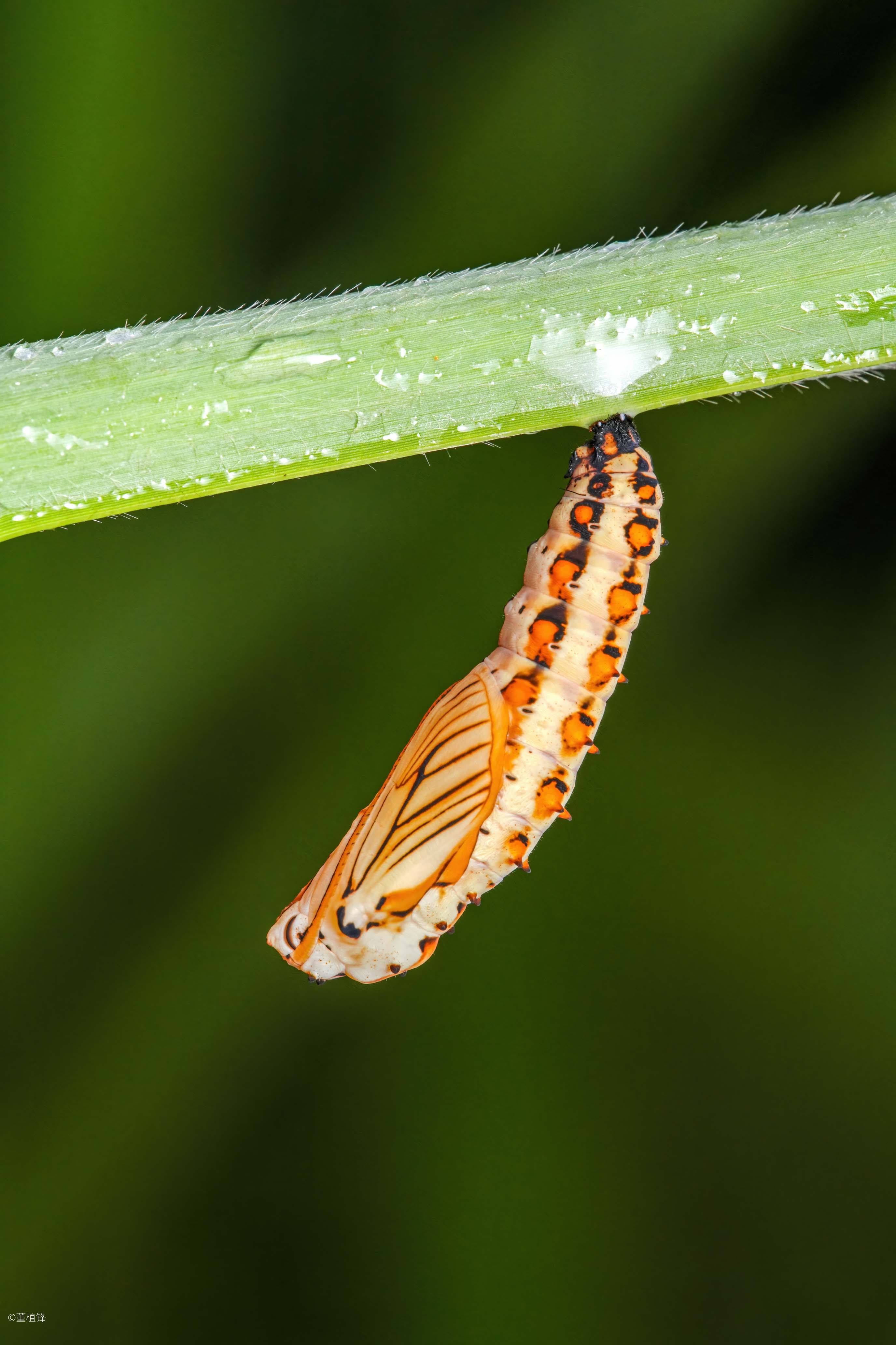 ©董植锋FF 180mm f/4.5 1.5X Ultra Macro APO