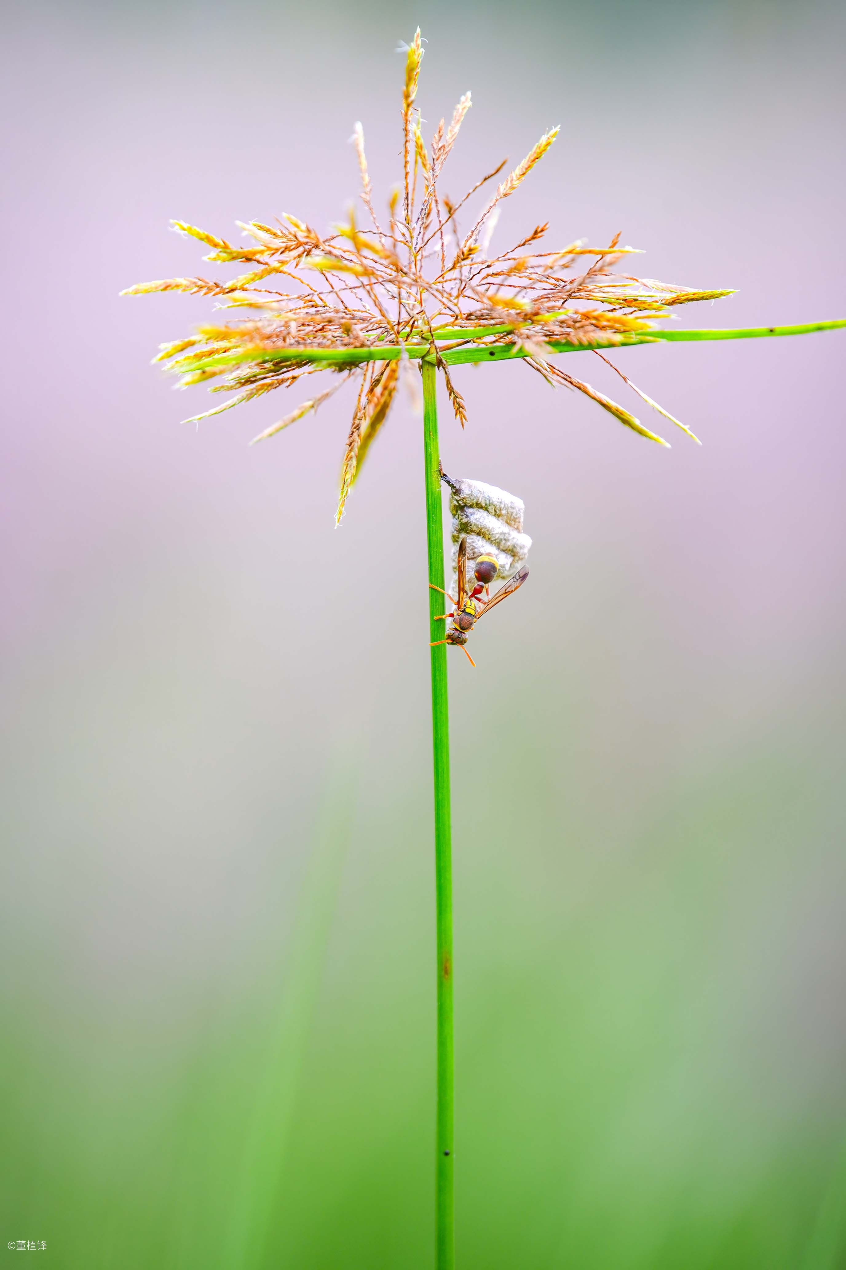 ©曹植锋FF 180mm f/4.5 1.5X Ultra Macro APO