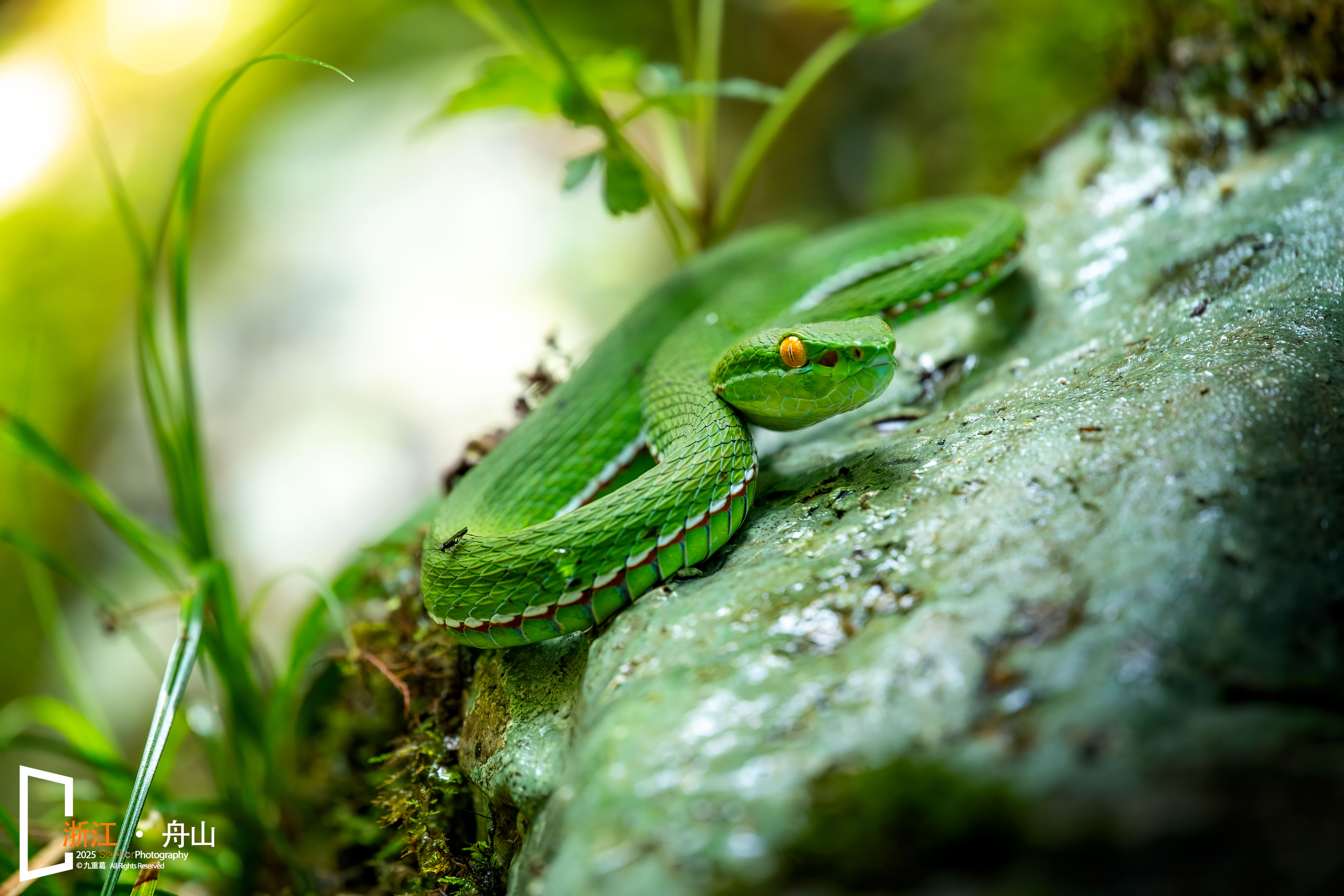 ©九重葛FF 180mm f/4.5 1.5X Ultra Macro APO