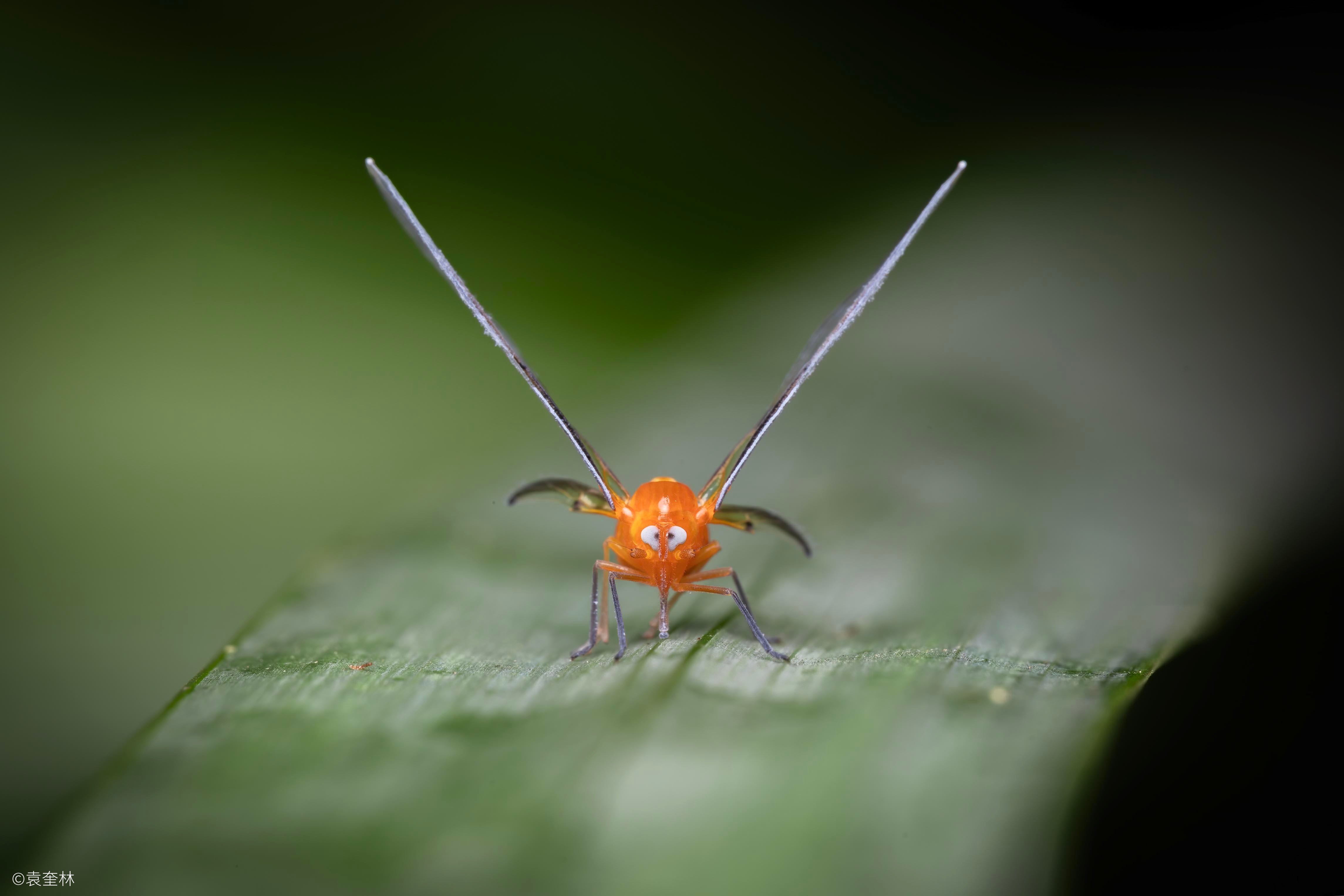 ©袁奎林FF 180mm f/4.5 1.5X Ultra Macro APO