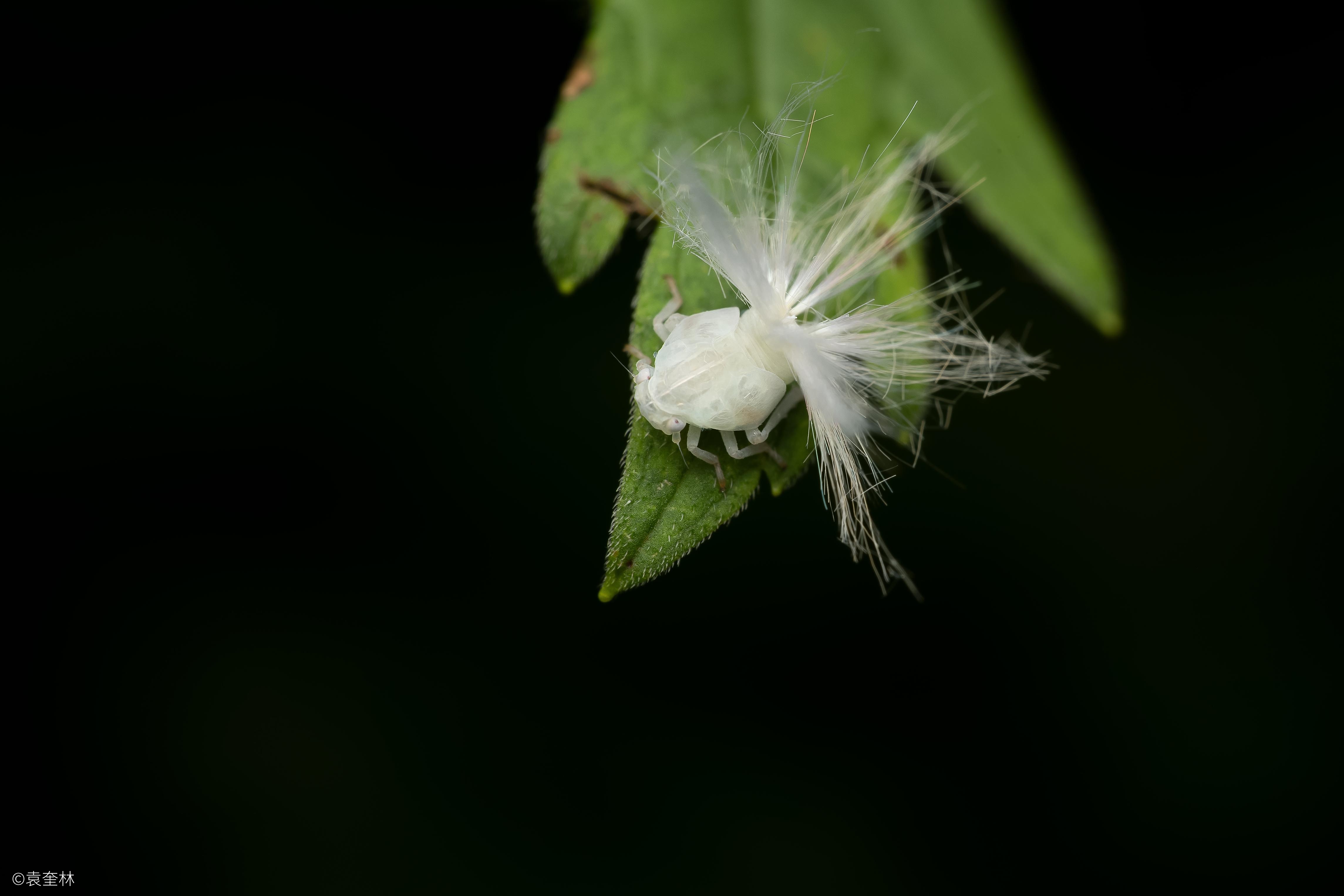 ©袁奎林FF 180mm f/4.5 1.5X Ultra Macro APO