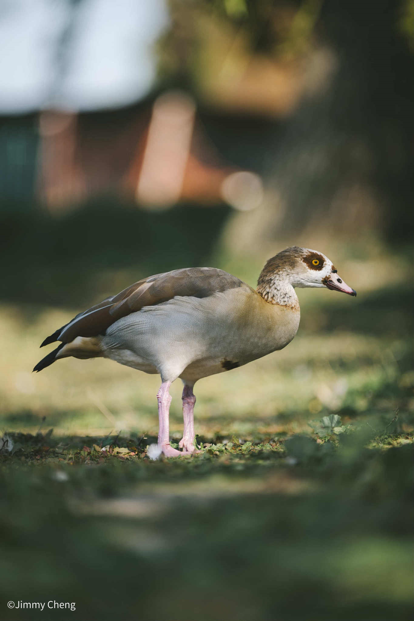 ©Jimmy ChengAF FF 200mm F2.0 C-Dreamer