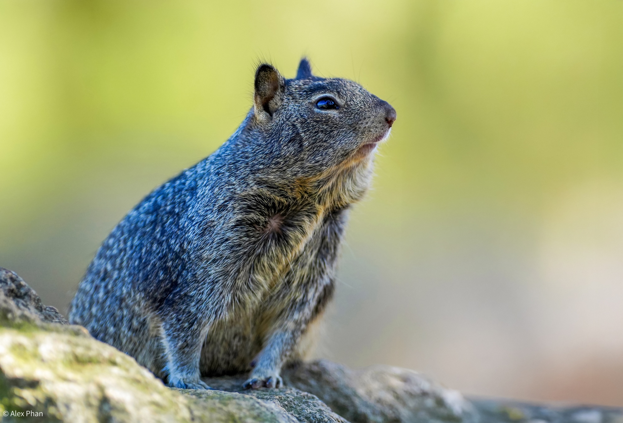 © Alex PhanAF FF 200mm F2.0 C-Dreamer