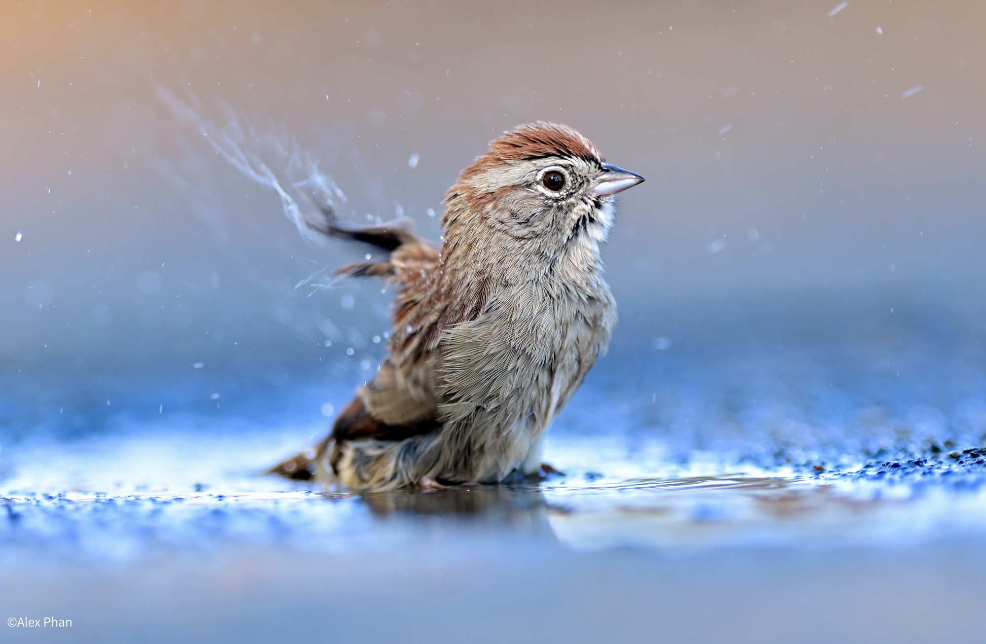 ©Alex PhanAF FF 200mm F2.0 C-Dreamer