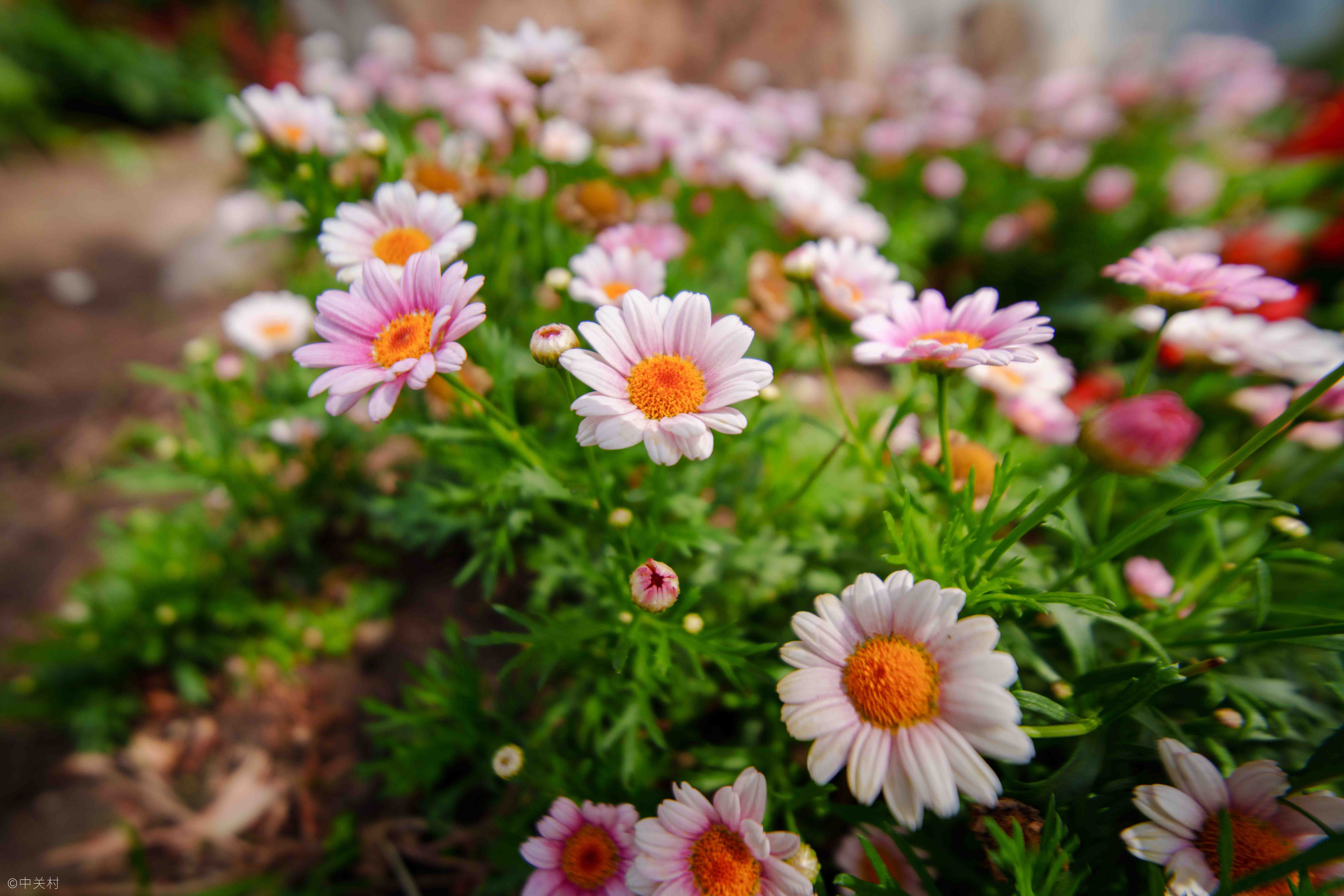 ©中关村FFⅡ 12mm F2.8 C&D-Dreamer