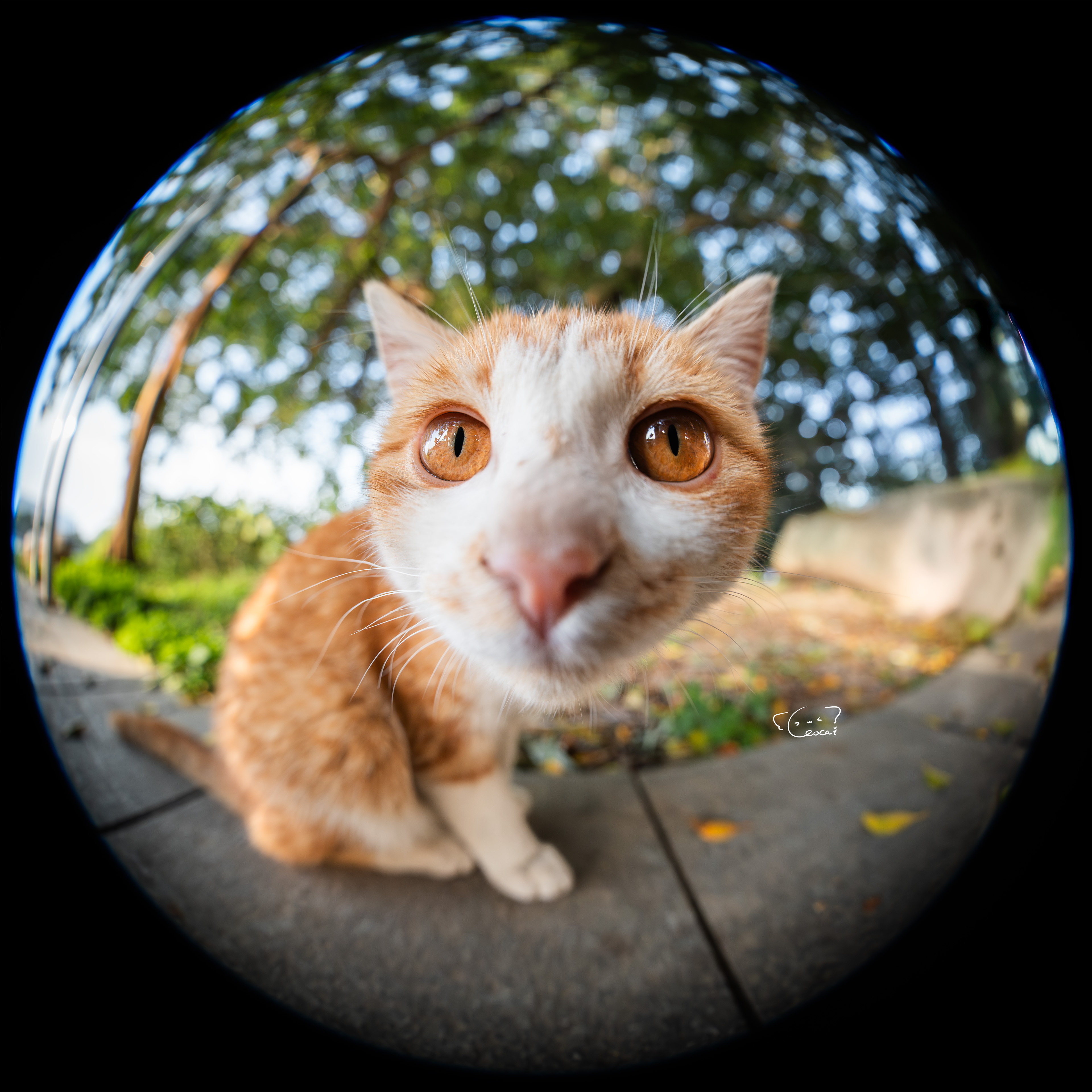 ©蔡胤霖LeoFFⅡ 8-15mm F2.8 FISHEYE ZOOM