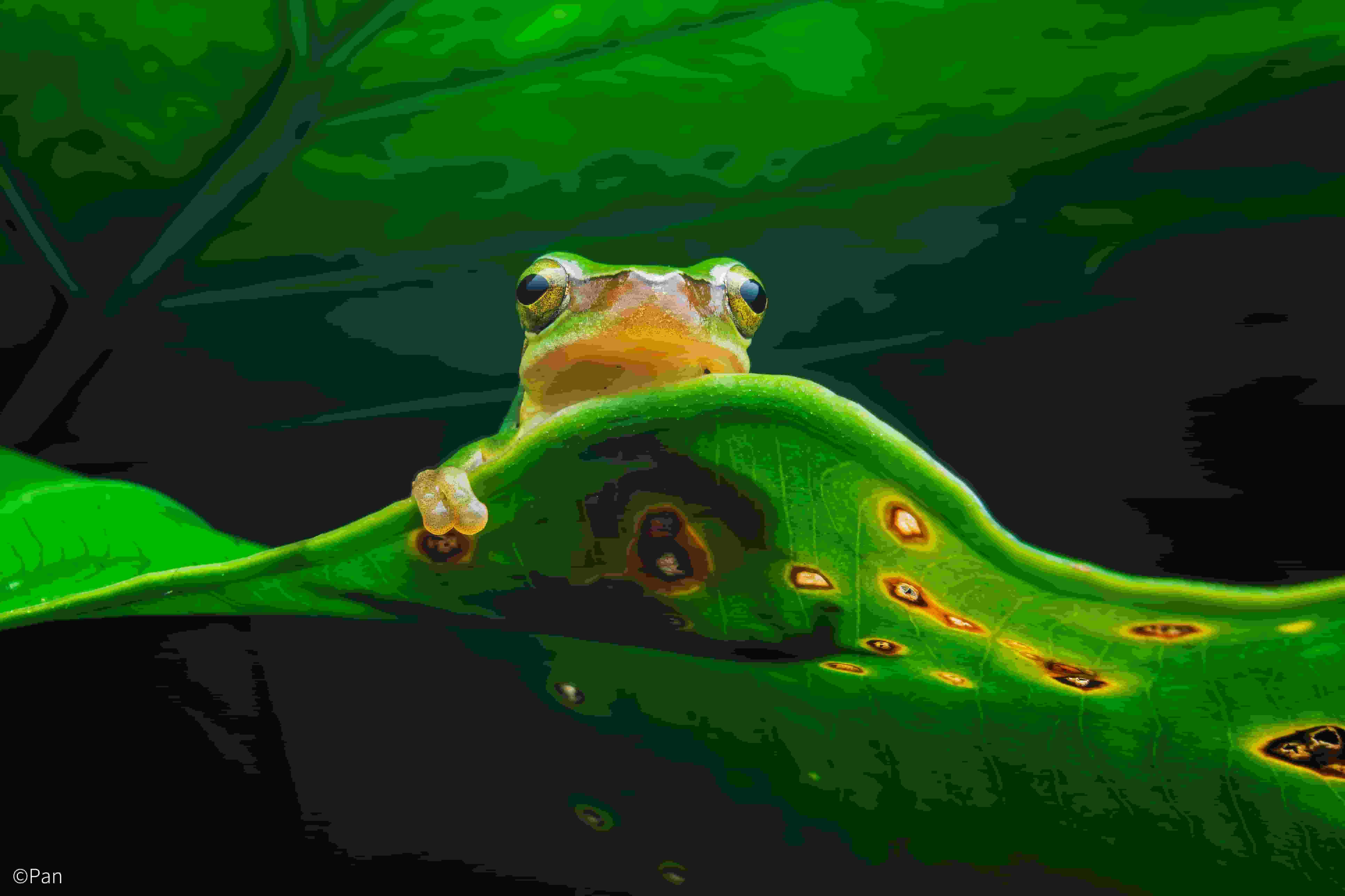 ©PanFF 15mm F4.5 Wide Angle MACRO 1:2