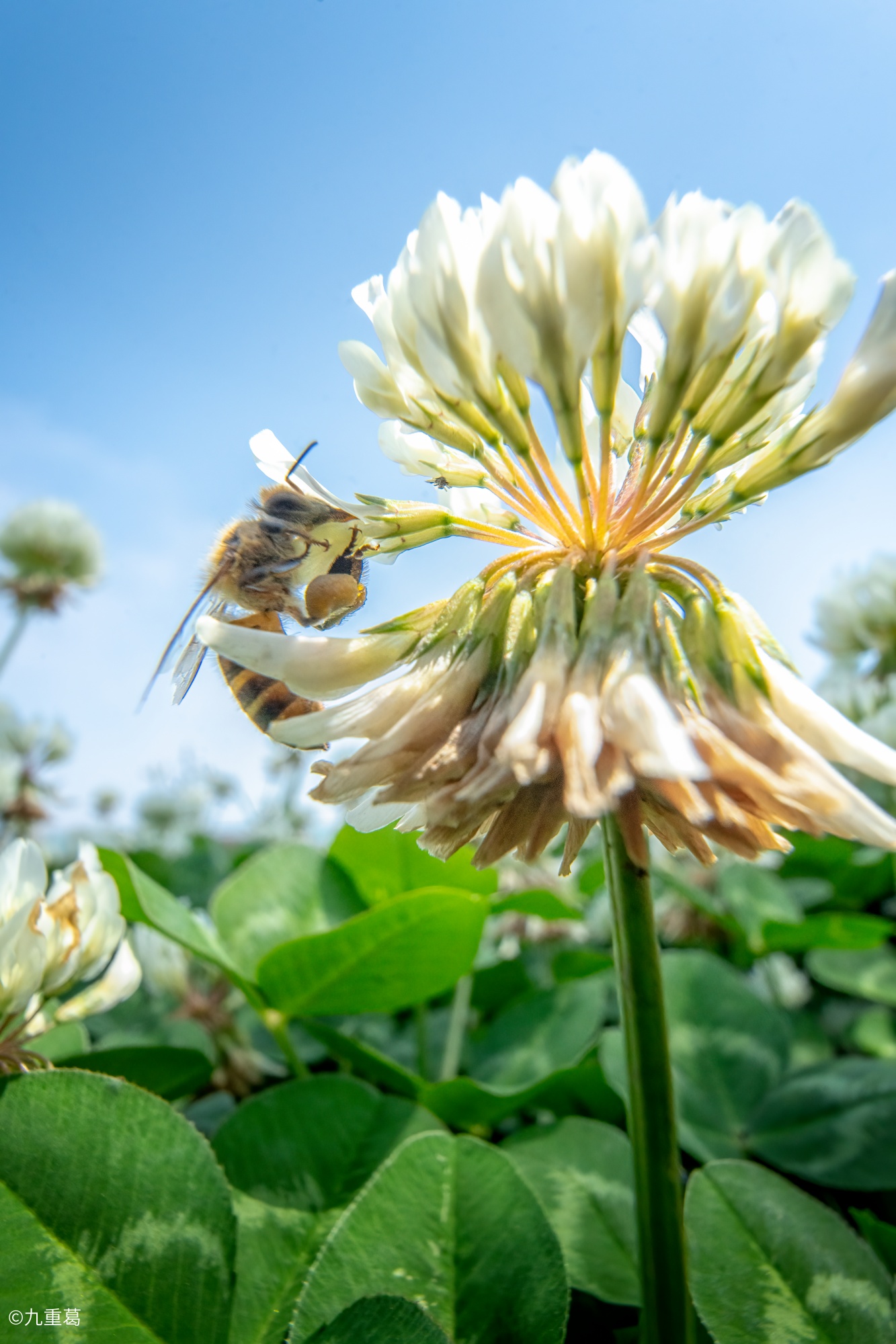 ©九重葛FF 15mm F4.5 Wide Angle MACRO 1:2