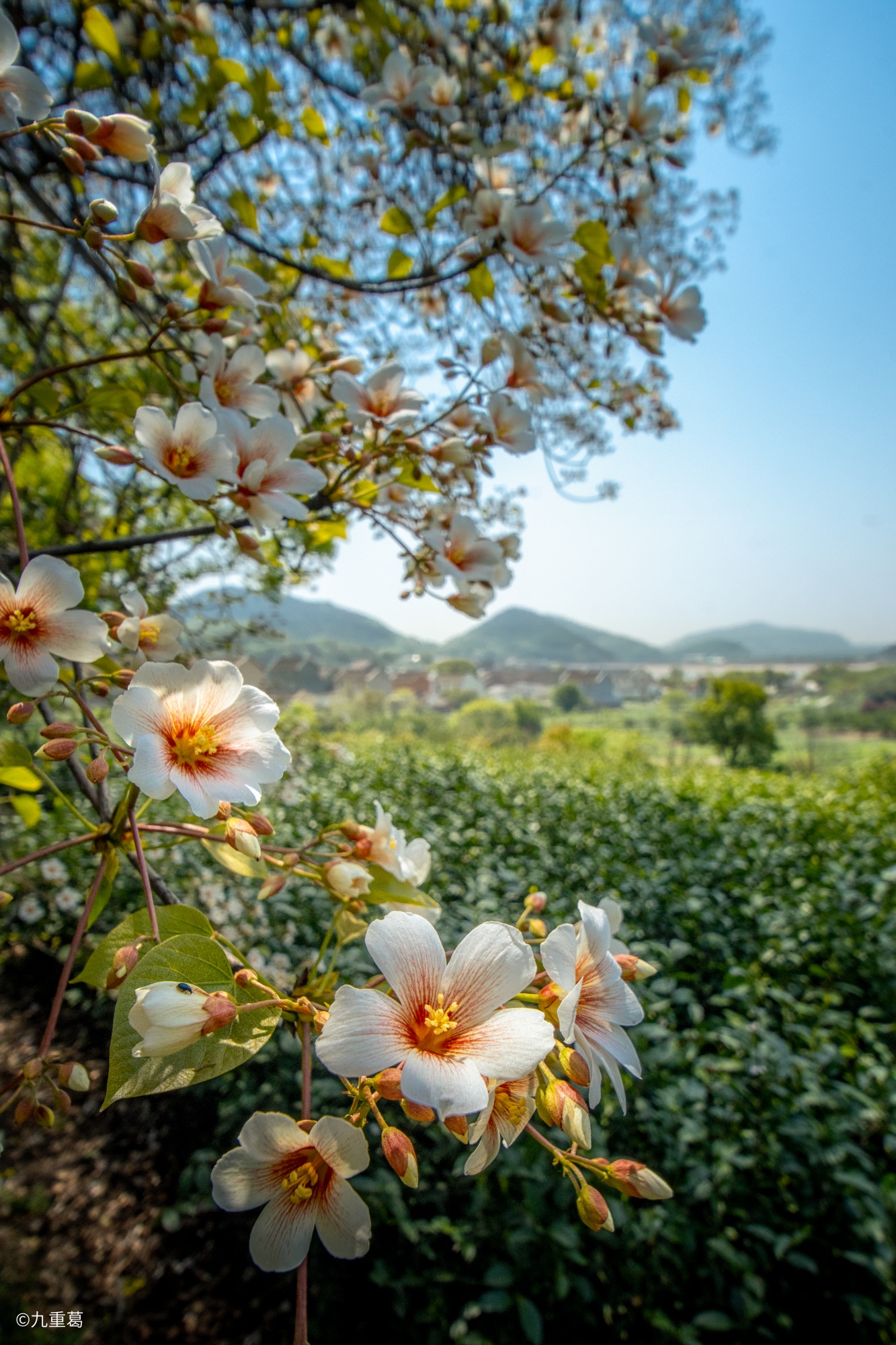 ©九重葛FF 15mm F4.5 Wide Angle MACRO 1:2