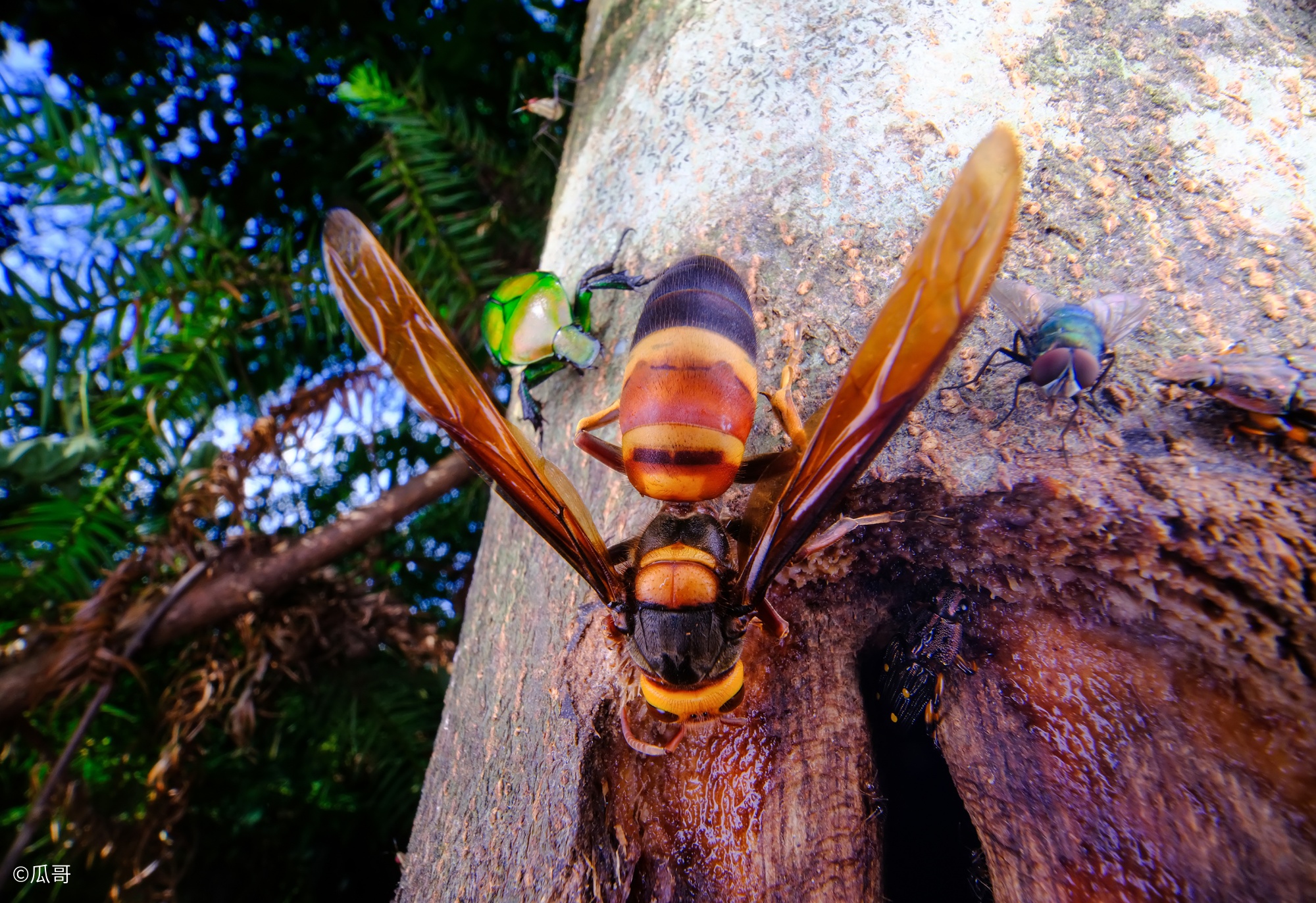 ©瓜哥FF 15mm F4.5 Wide Angle MACRO 1:2