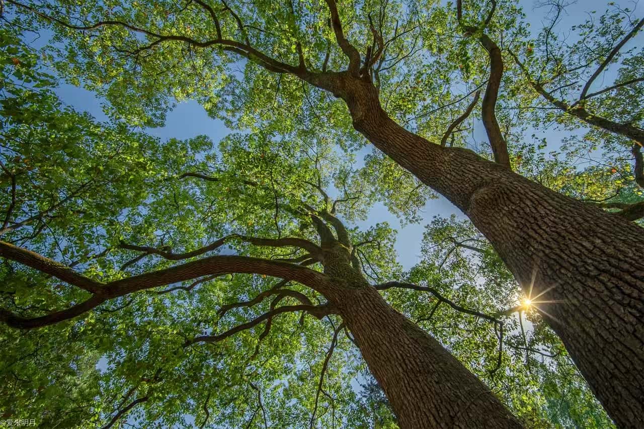 ©爱米明月FF 15mm F4.5 Wide Angle MACRO 1:2