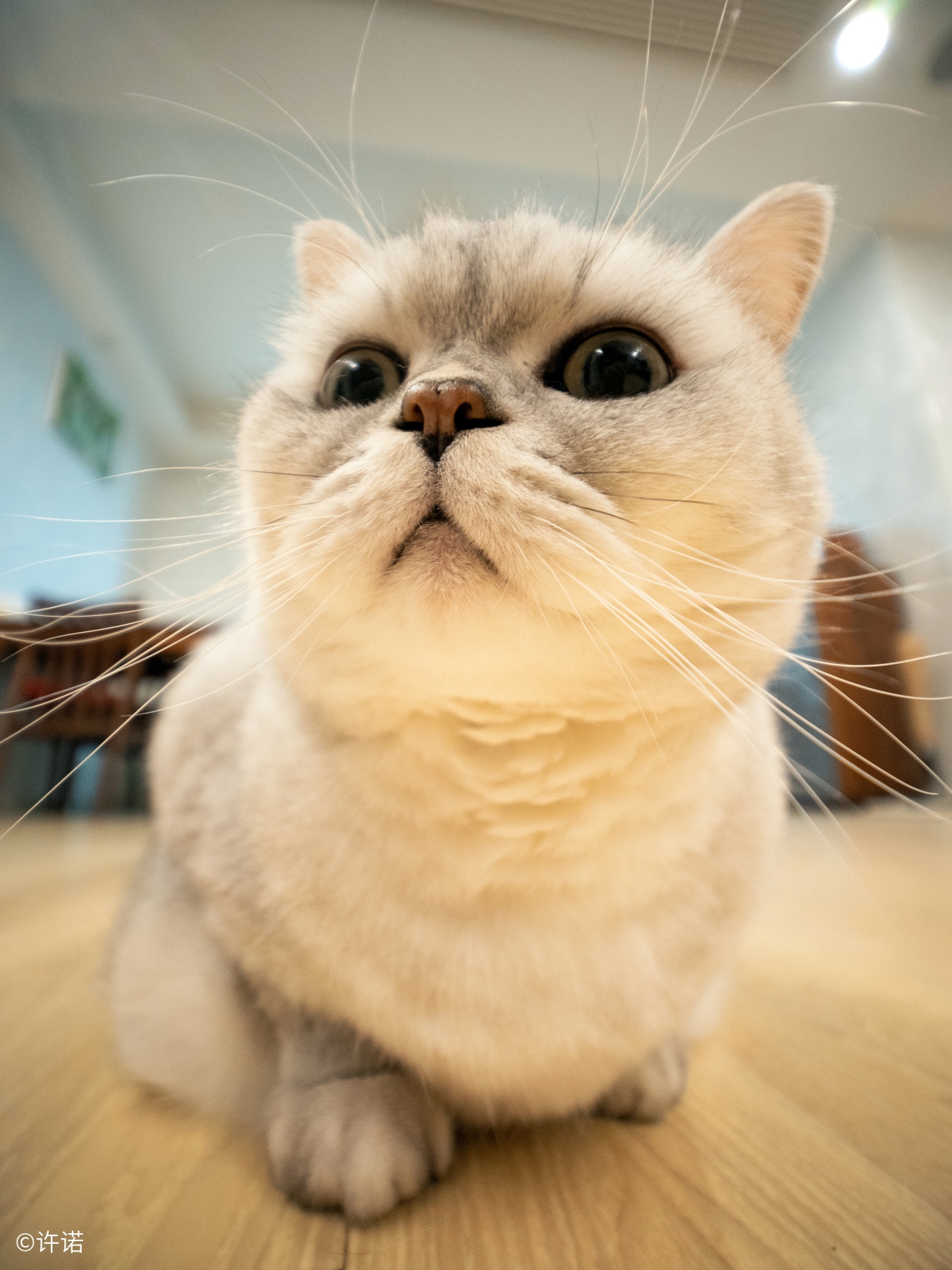 ©许诺FFⅡ 15mm F5.0 Cookie