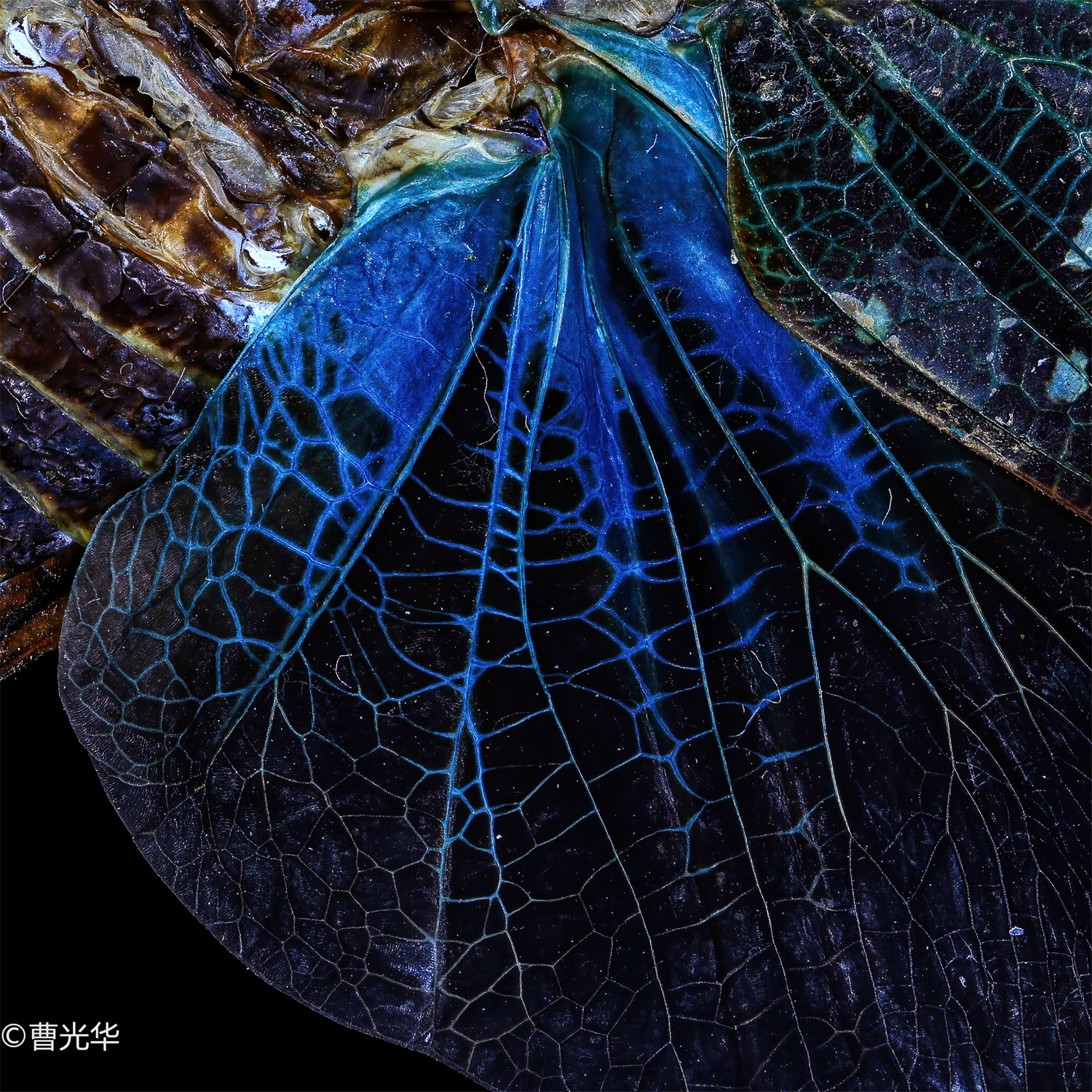 ©曹光华 FFⅡ TS 55mm F2.8 Macro 1X