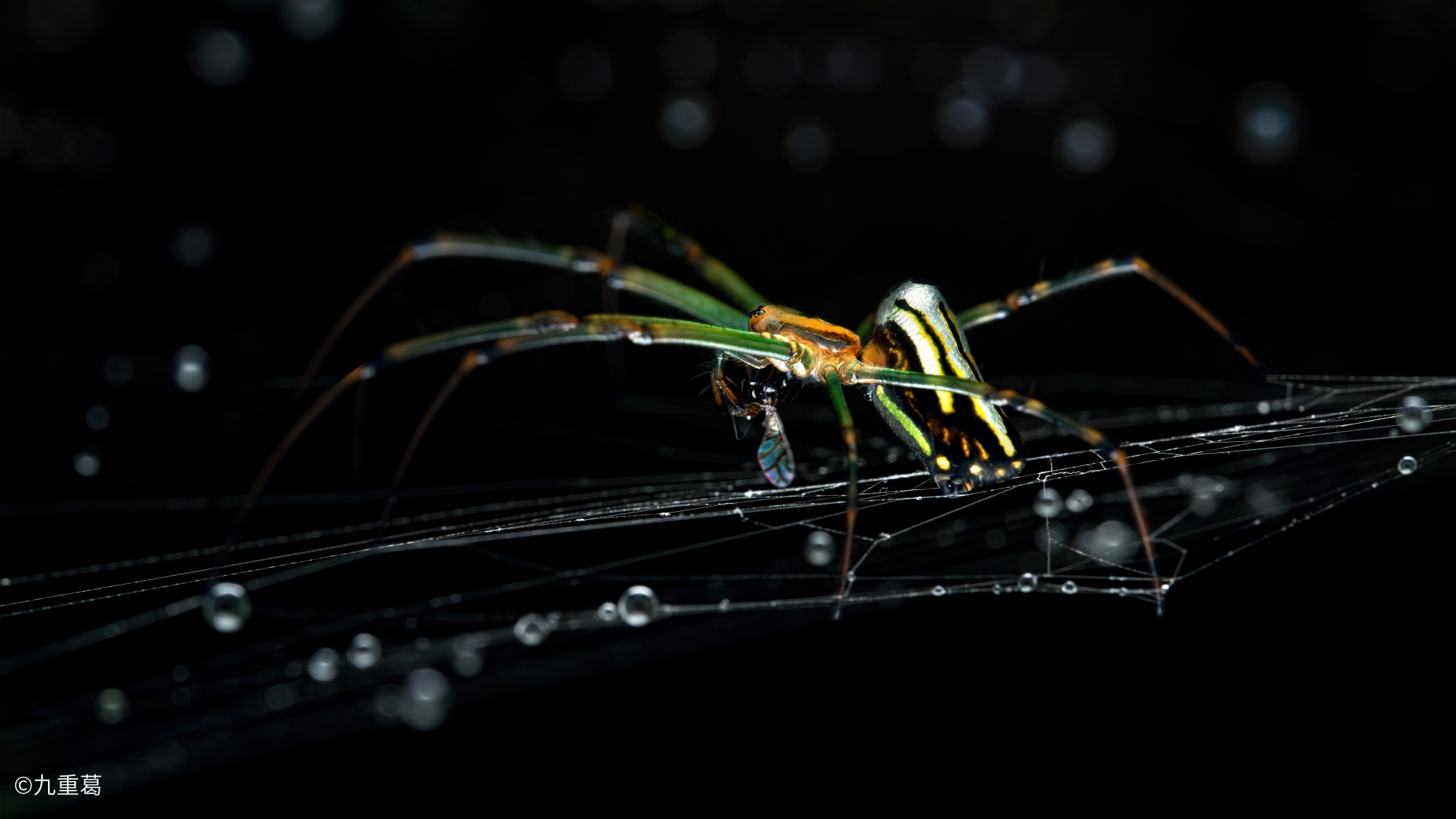 ©九重葛90mm F2.8 CA-Dreamer Macro 2X