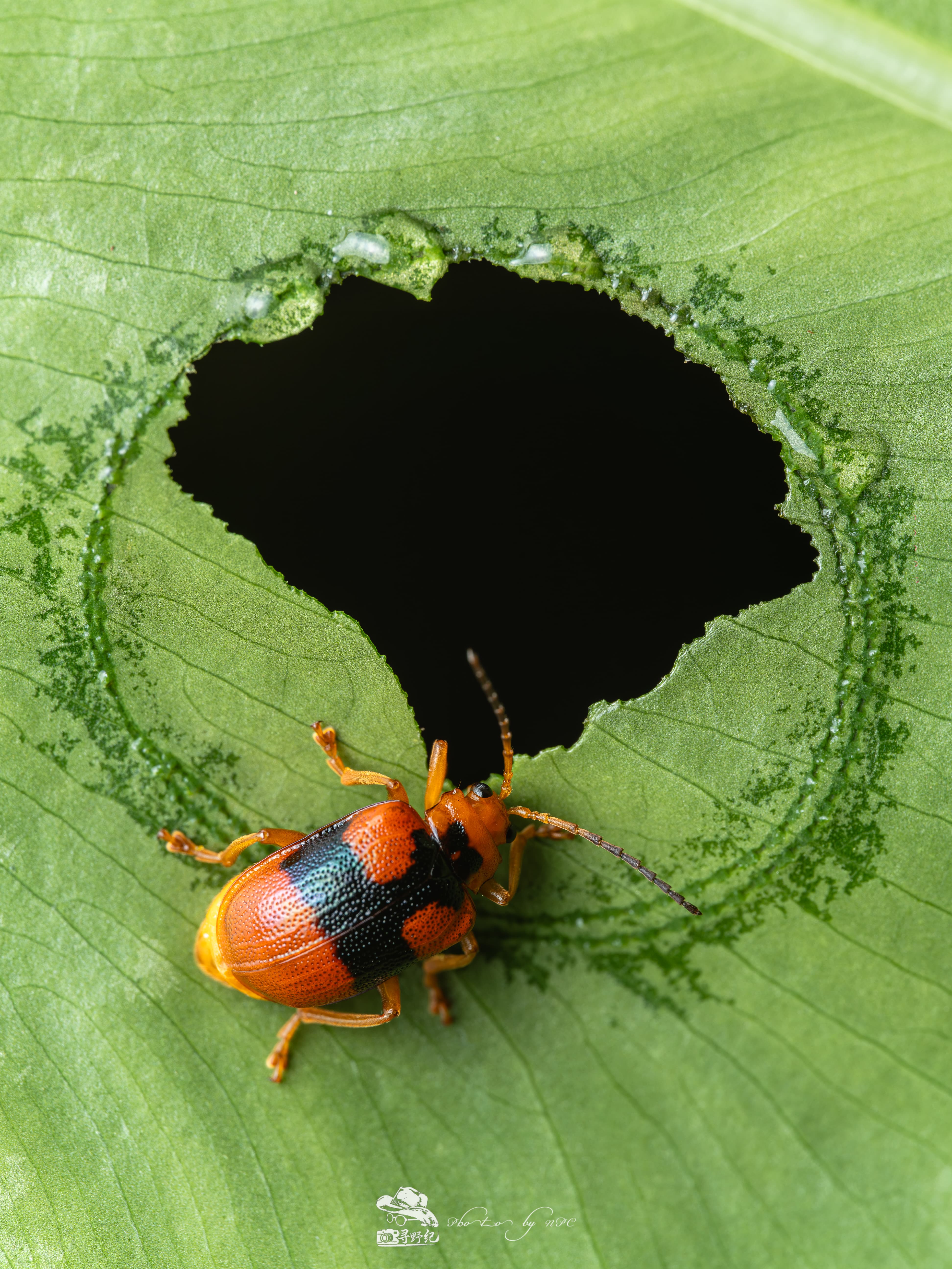 ©NPC90mm F2.8 CA-Dreamer Macro 2X