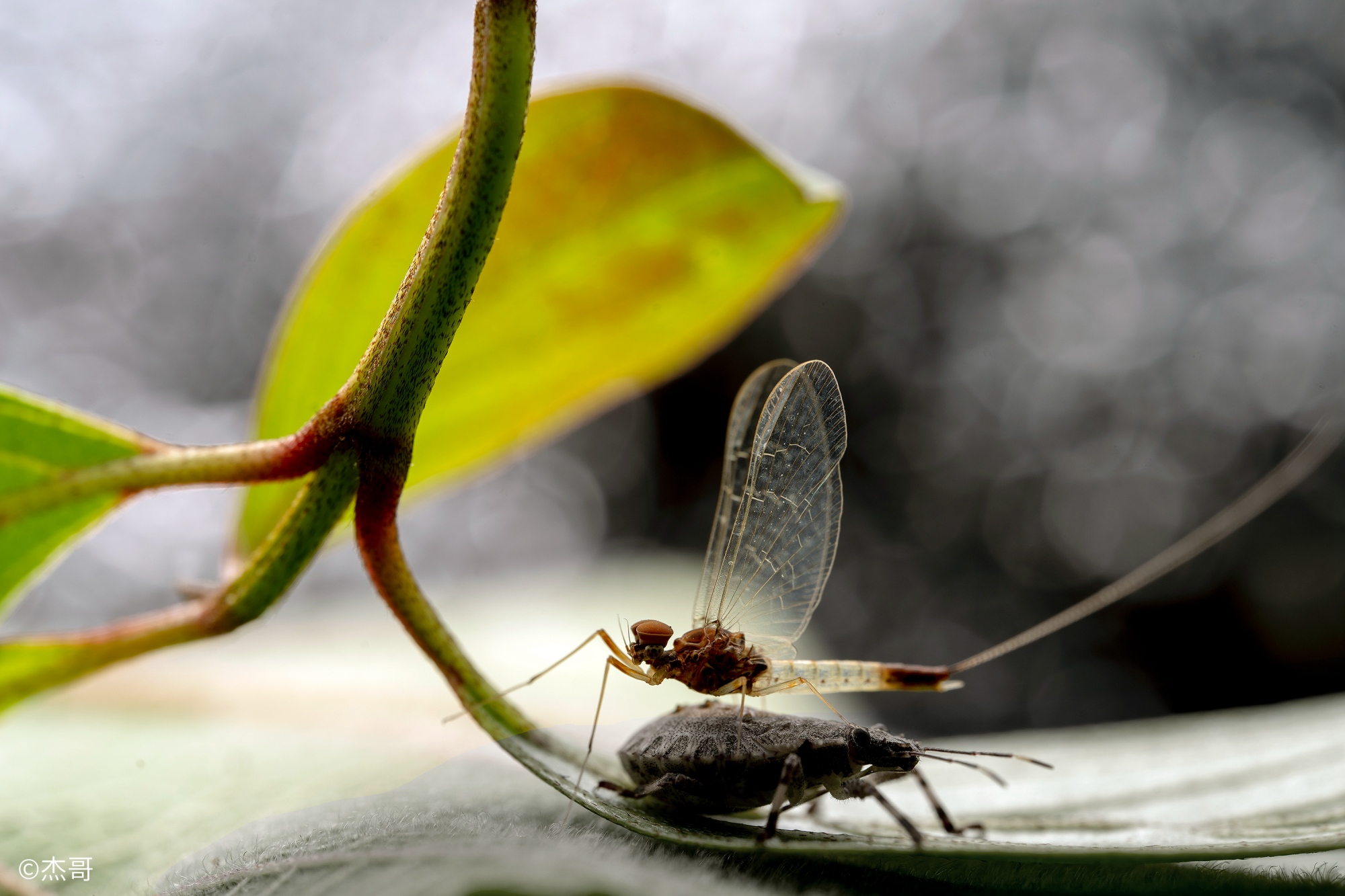 ©杰哥90mm F2.8 CA-Dreamer Macro 2X
