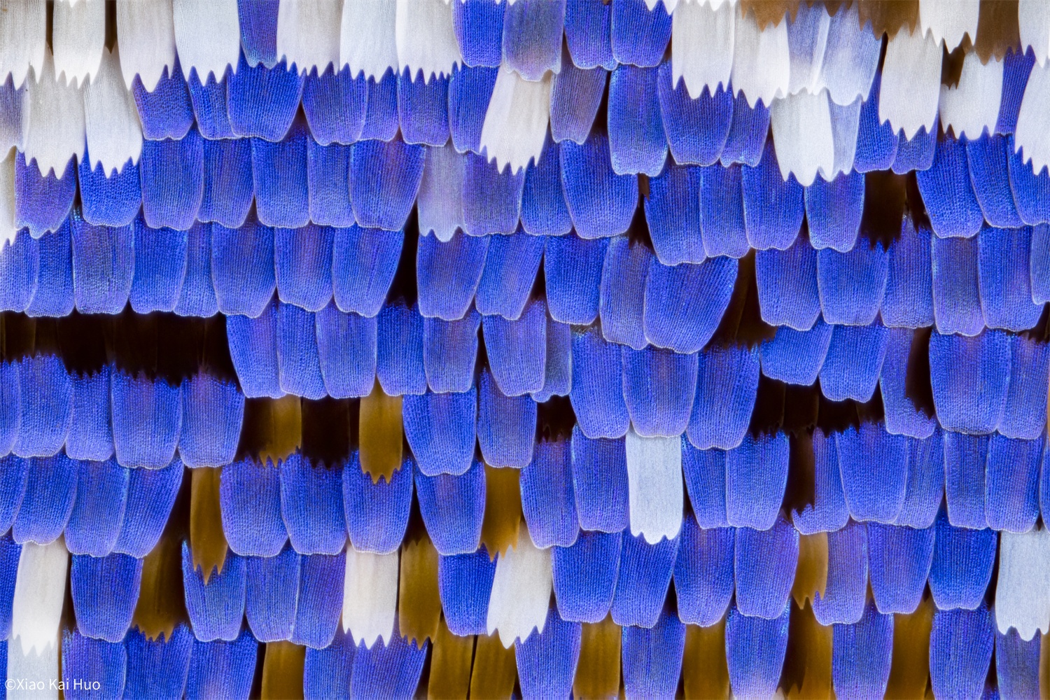 ©Xiao Kai HuoAurogon FF 10-50x NA0.5 Supermicro APO