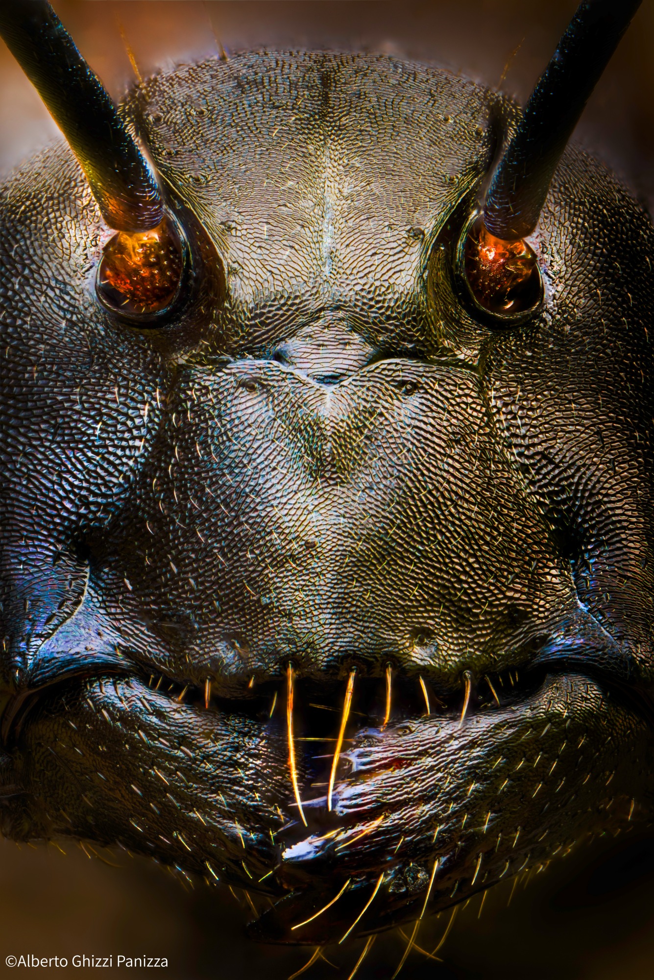 ©Alberto Ghizzi PanizzaAurogon FF 10-50x NA0.5 Supermicro APO