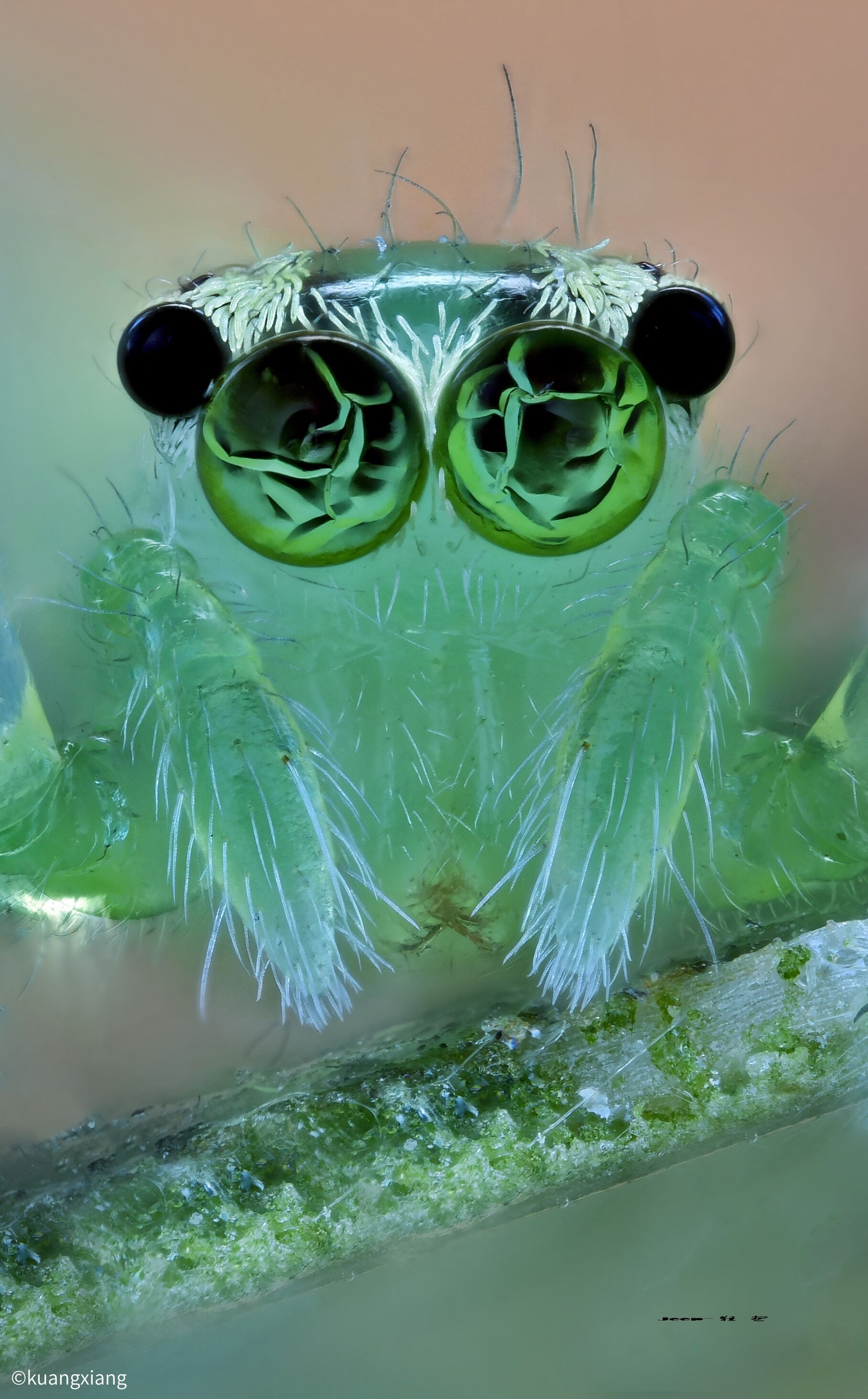 ©KuangxiangAurogon FF 10-50x NA0.5 Supermicro APO