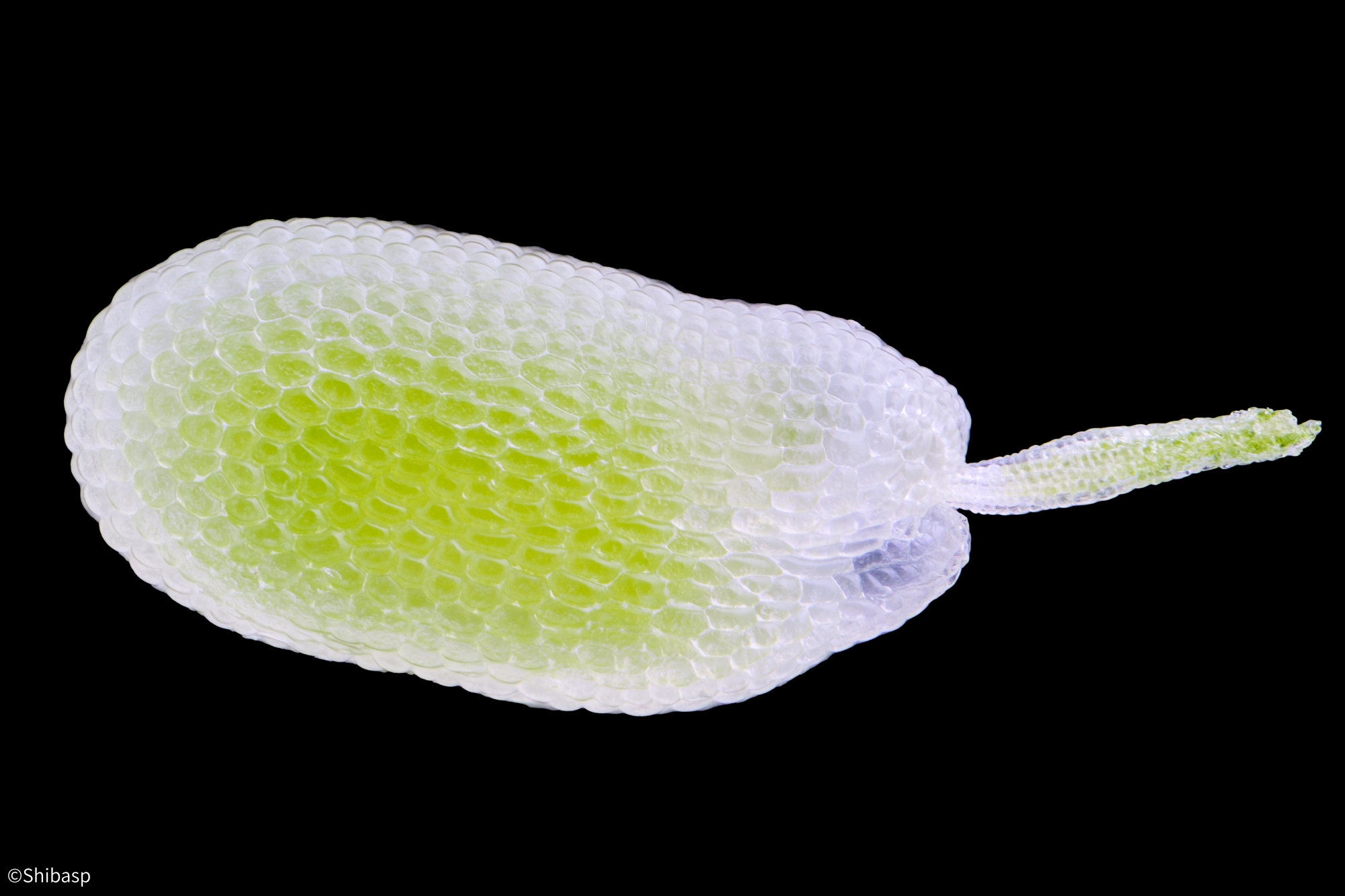 ©ShibaspAurogon FF 10-50x NA0.5 Supermicro APO