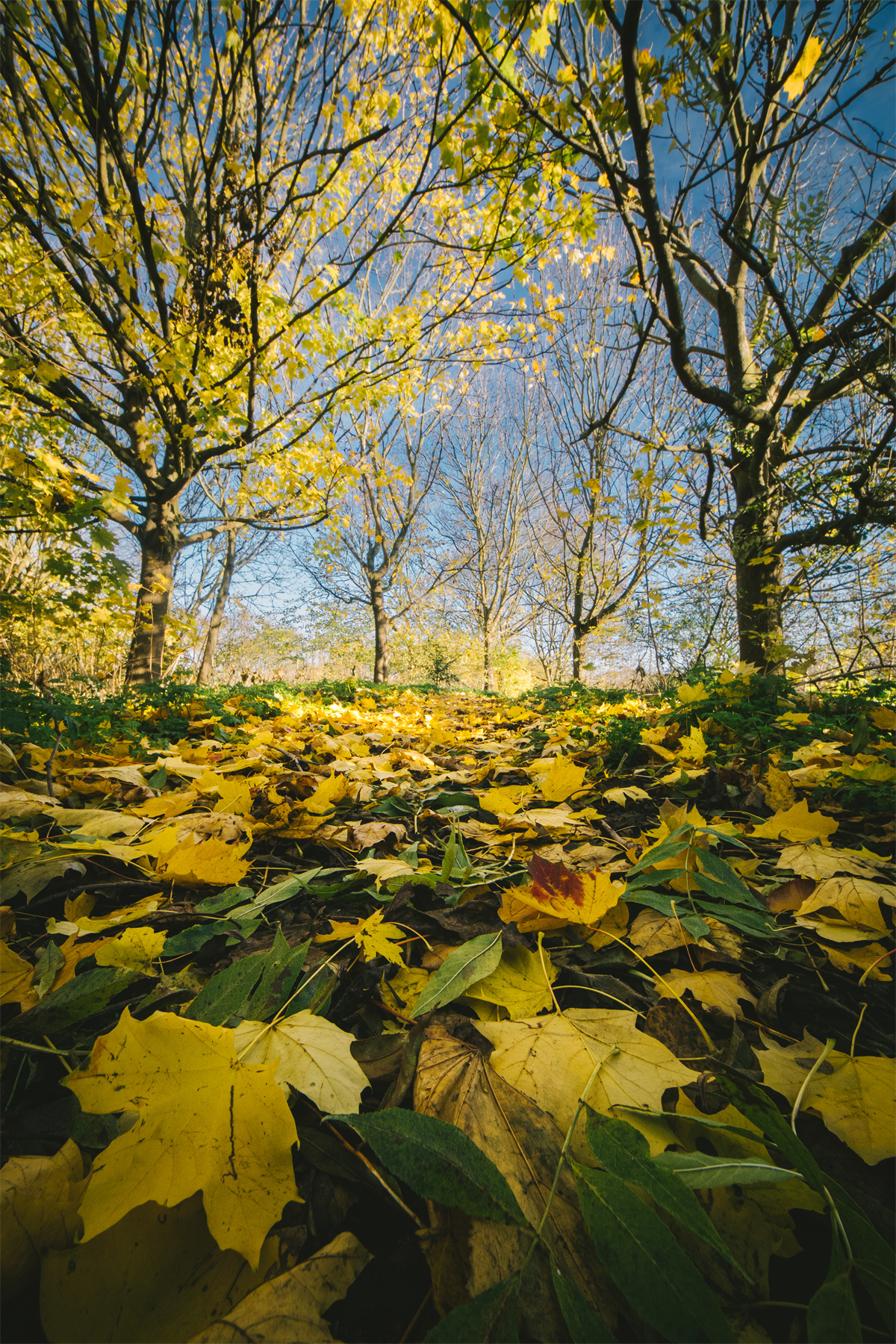 ©Jimmy ChengMFT 6mm F2.0 C&D -Dreamer