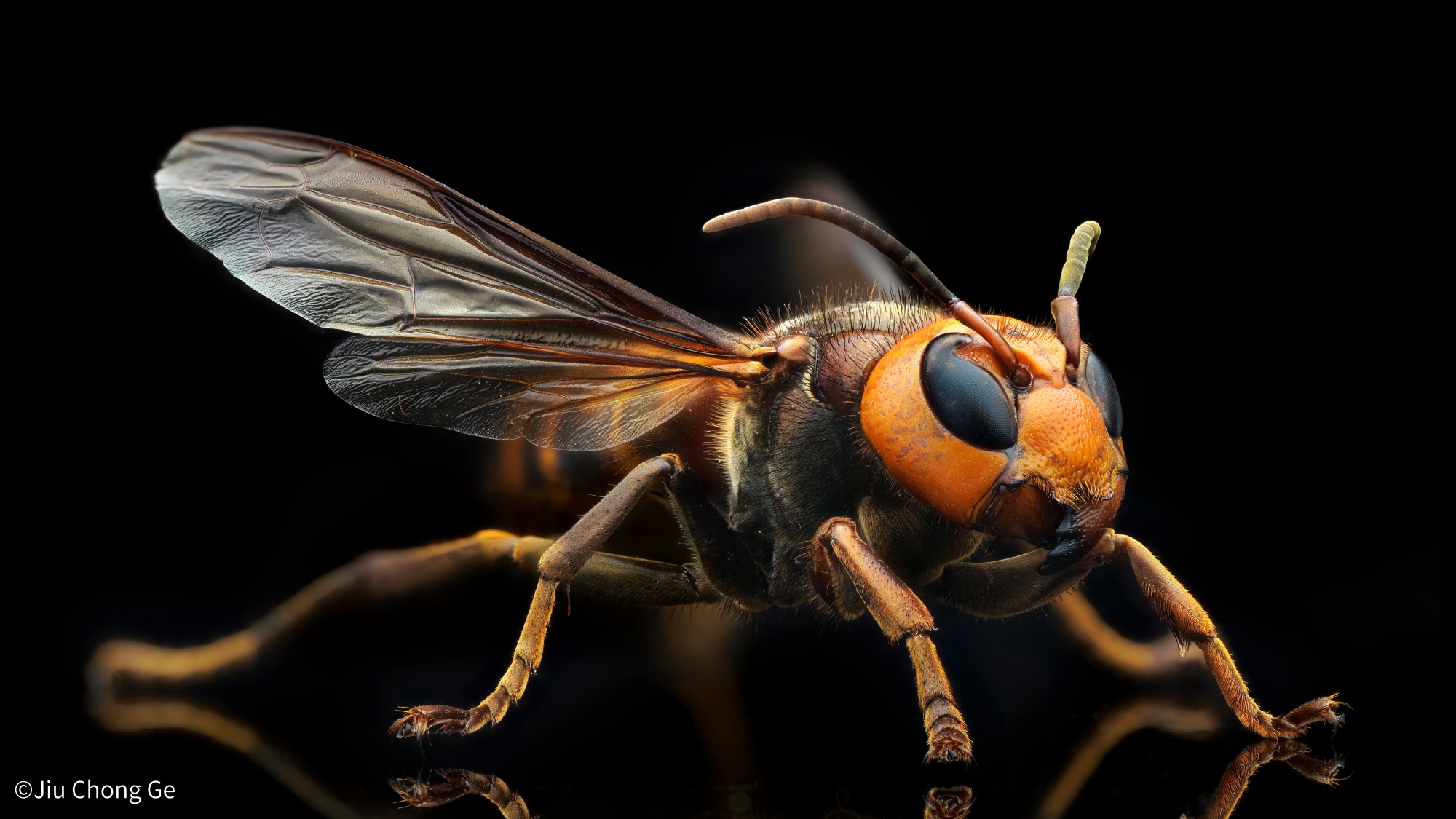 ©Jiu Chong GeFFⅡ 58mm F2.8 CA-Dreamer Macro 2X