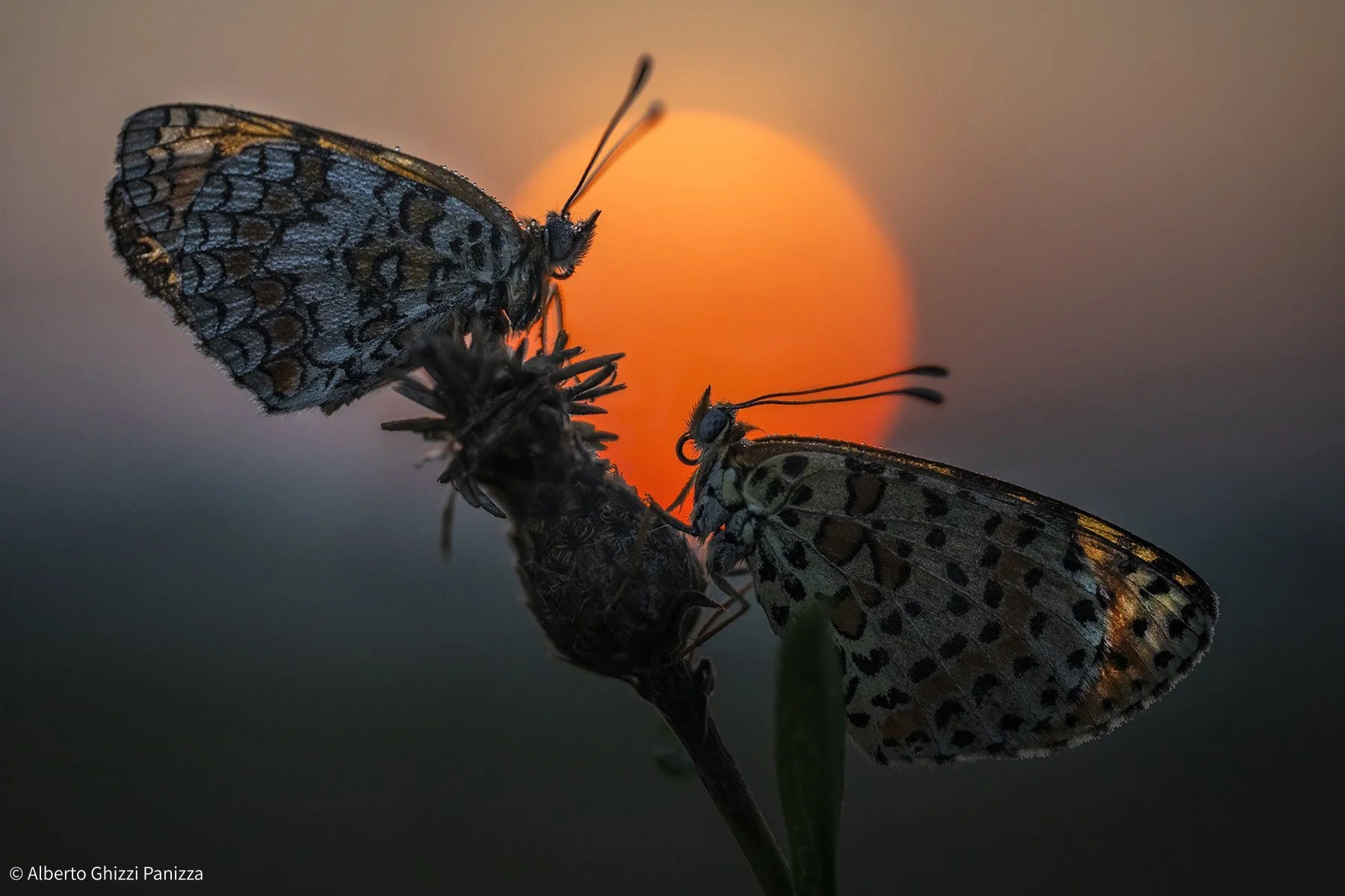 © Alberto Ghizzi PanizzaFFⅡ 58mm F2.8 CA-Dreamer Macro 2X
