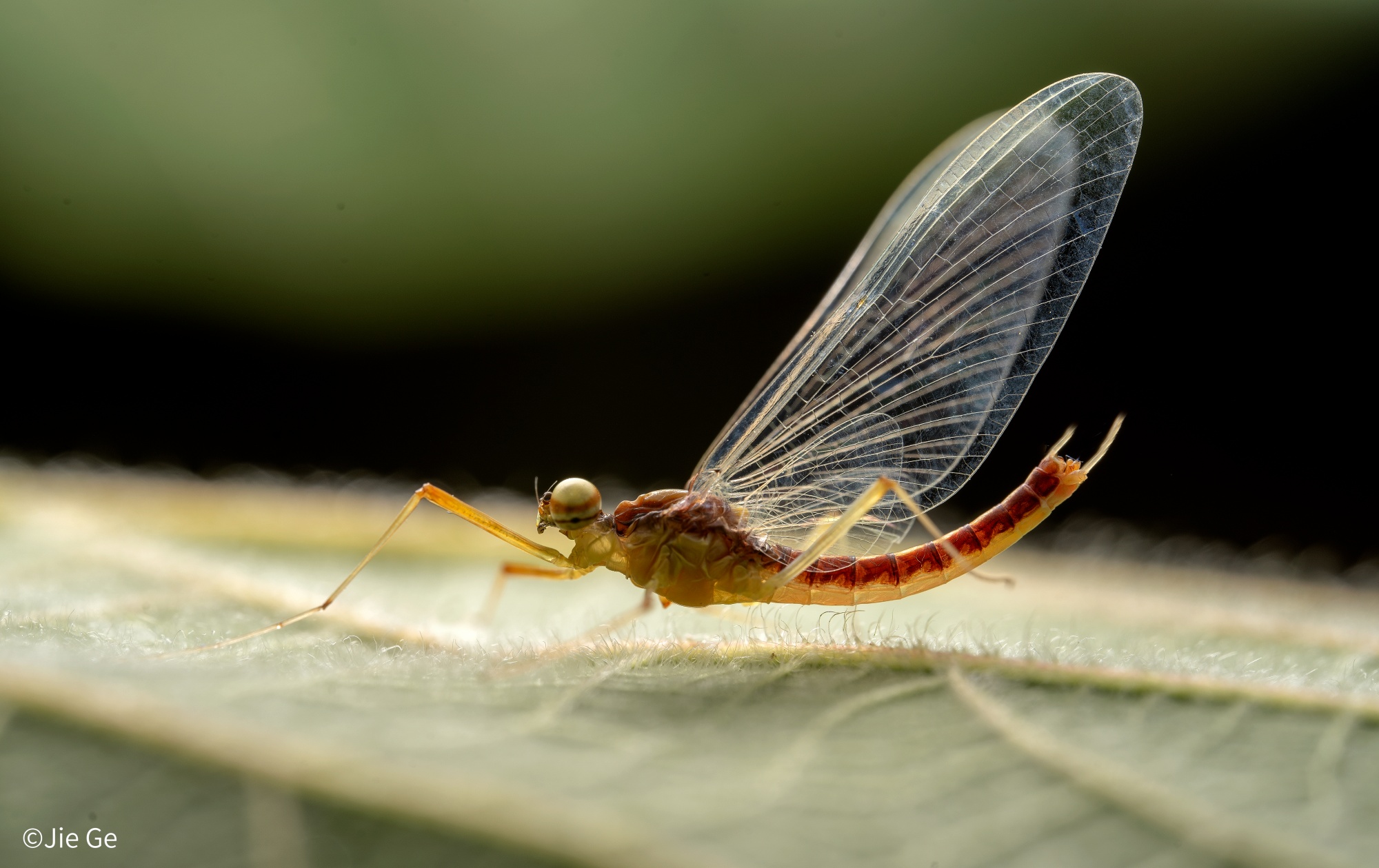 ©Jie GeFFⅡ 58mm F2.8 CA-Dreamer Macro 2X