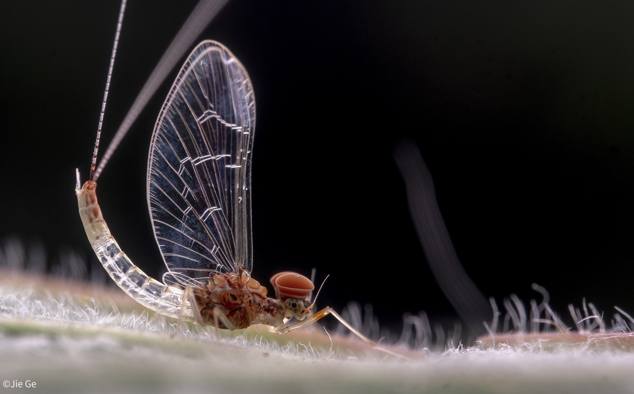 ©Jie GeMini FFII 85mm F5.6 Macro 2:1