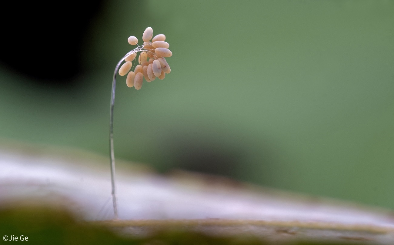 ©Jie GeMini FFII 85mm F5.6 Macro 2:1