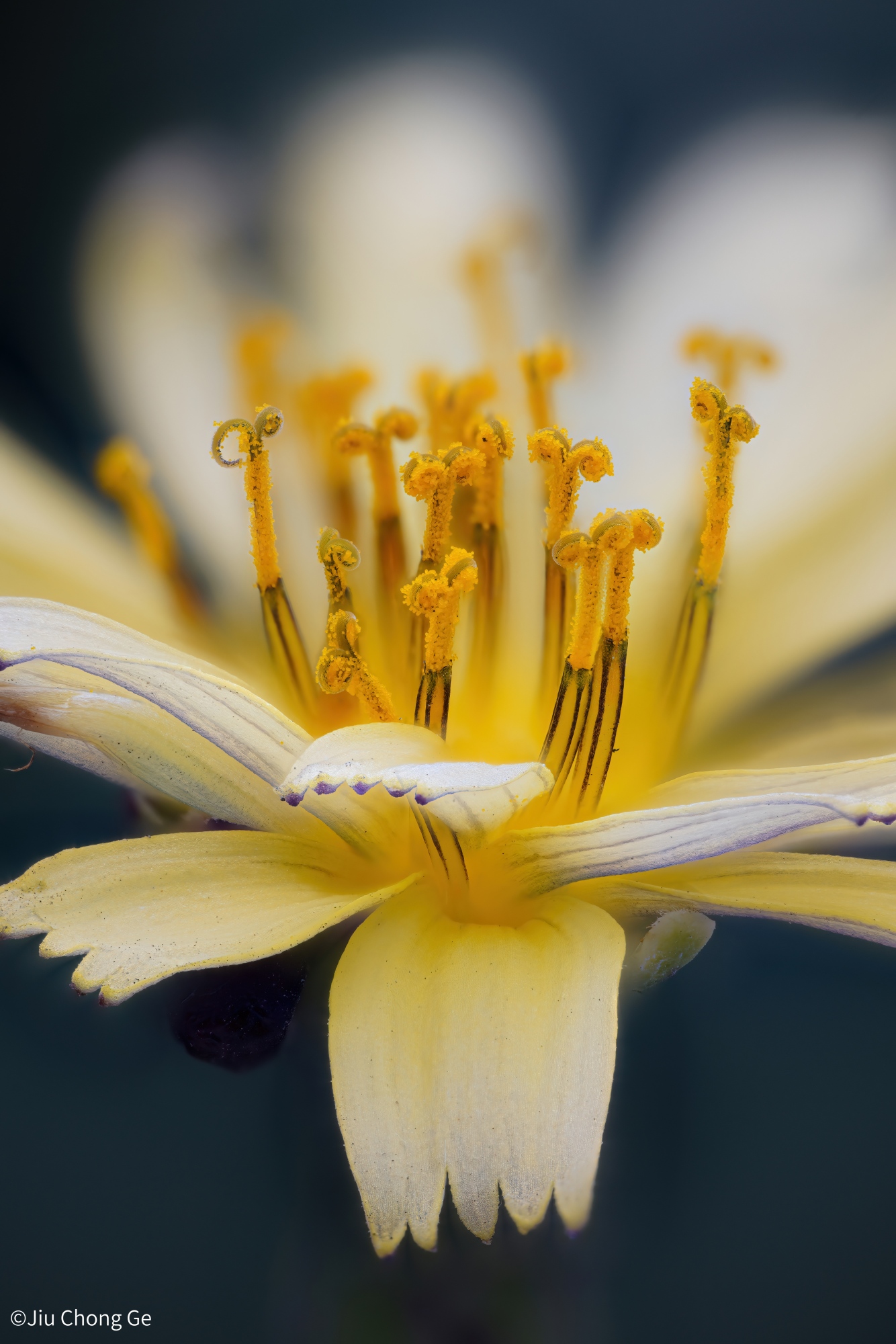 ©Jiu Chong GeMini FFII 85mm F5.6 Macro 2:1