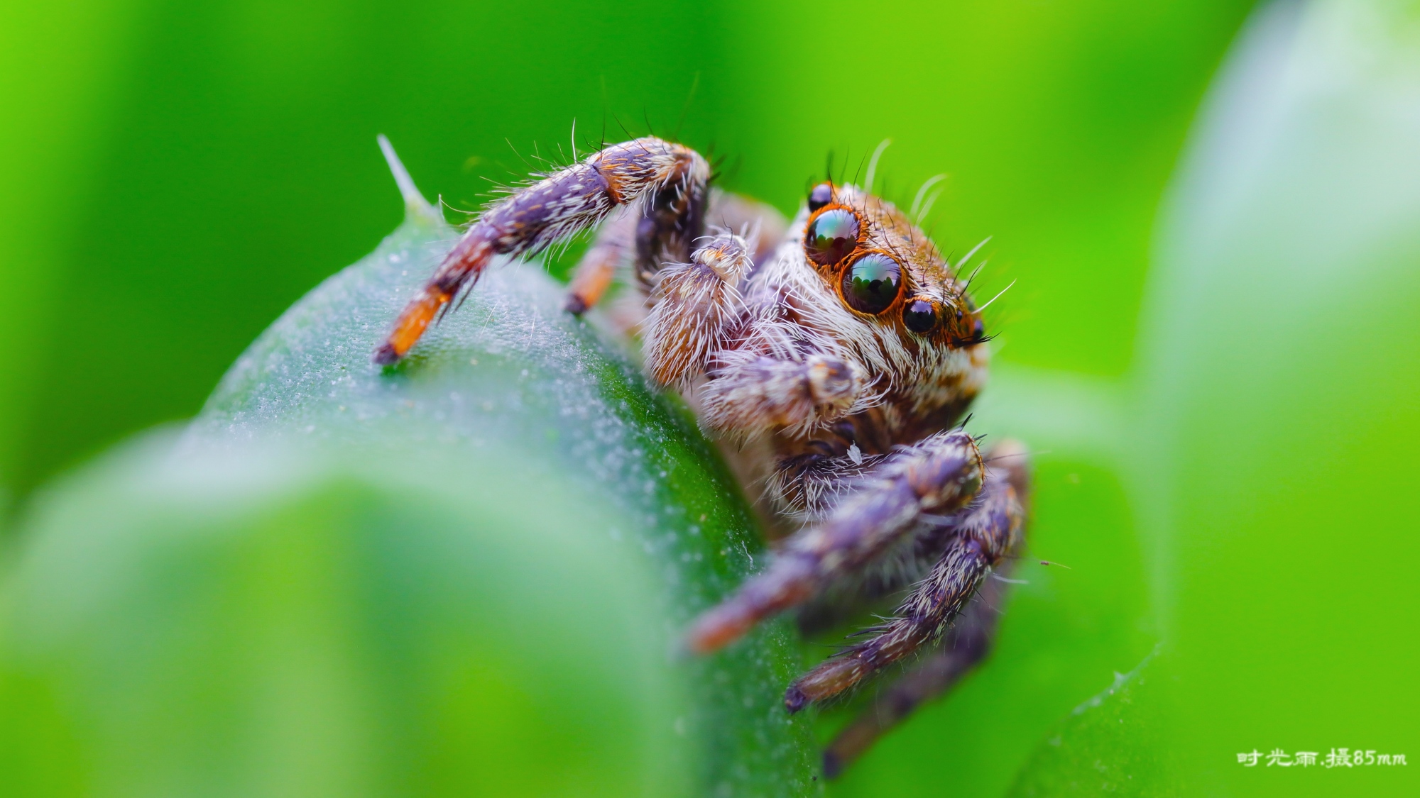 ©Shi Guang YuMini FFII 85mm F5.6 Macro 2:1
