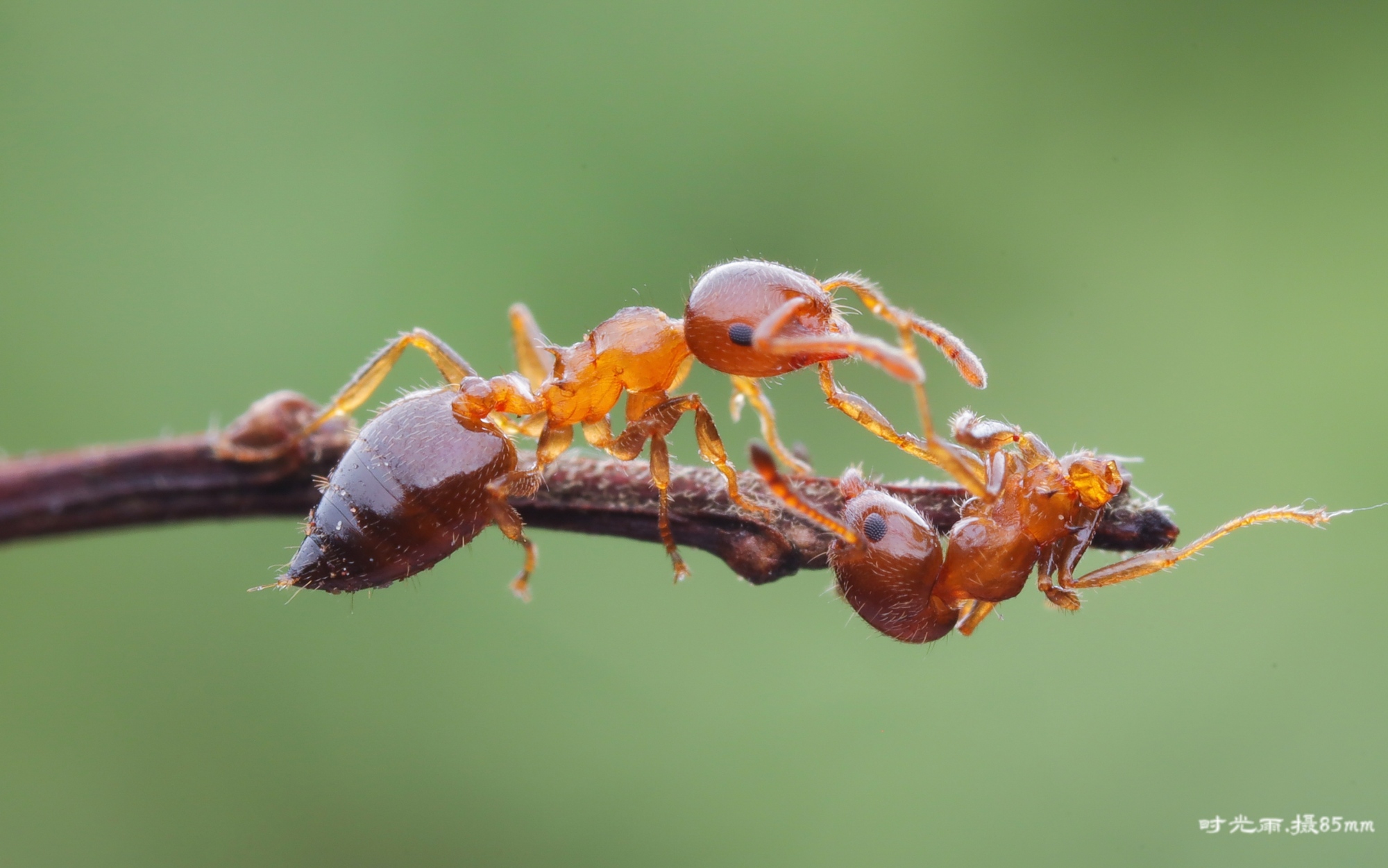 ©Shi Guang YuMini FFII 85mm F5.6 Macro 2:1