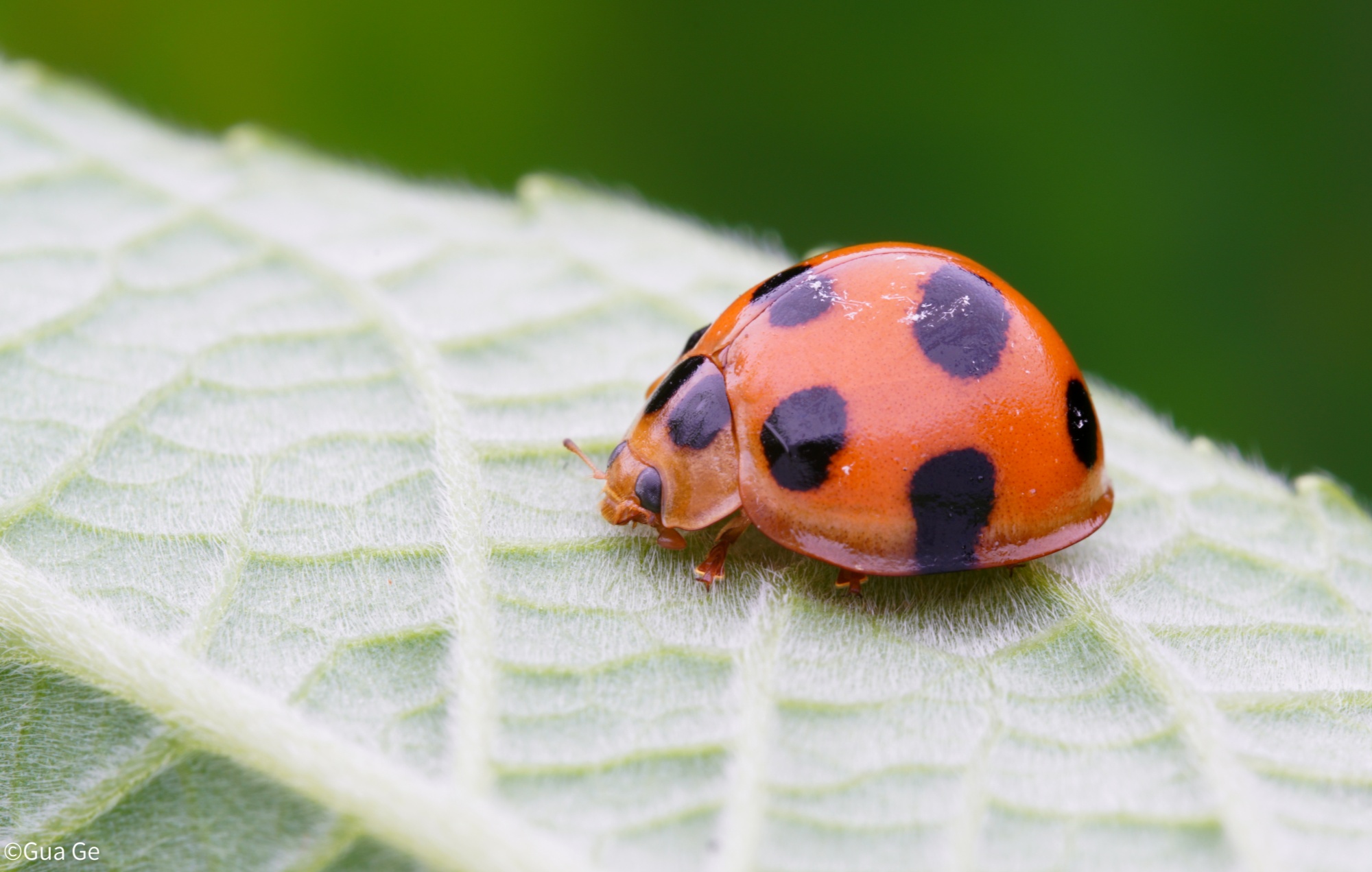 ©Gua GeFF 100mm F2.8 CA-Dreamer Macro 2X