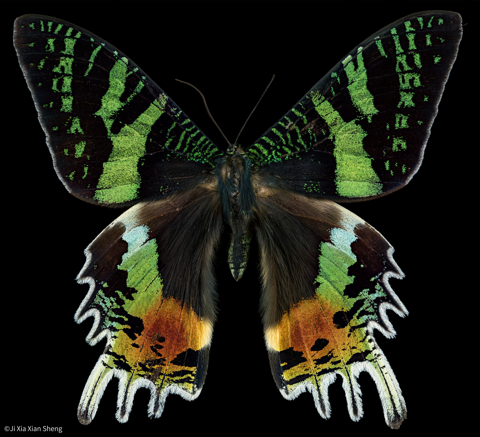 ©Ji Xia Xian ShengFF 100mm F2.8 CA-Dreamer Macro 2X