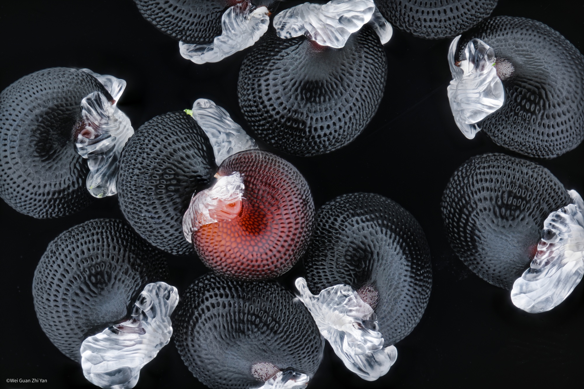 ©Wei Guan Zhi YanFF 25mm F2.8 Ultra Macro 2.5-5X
