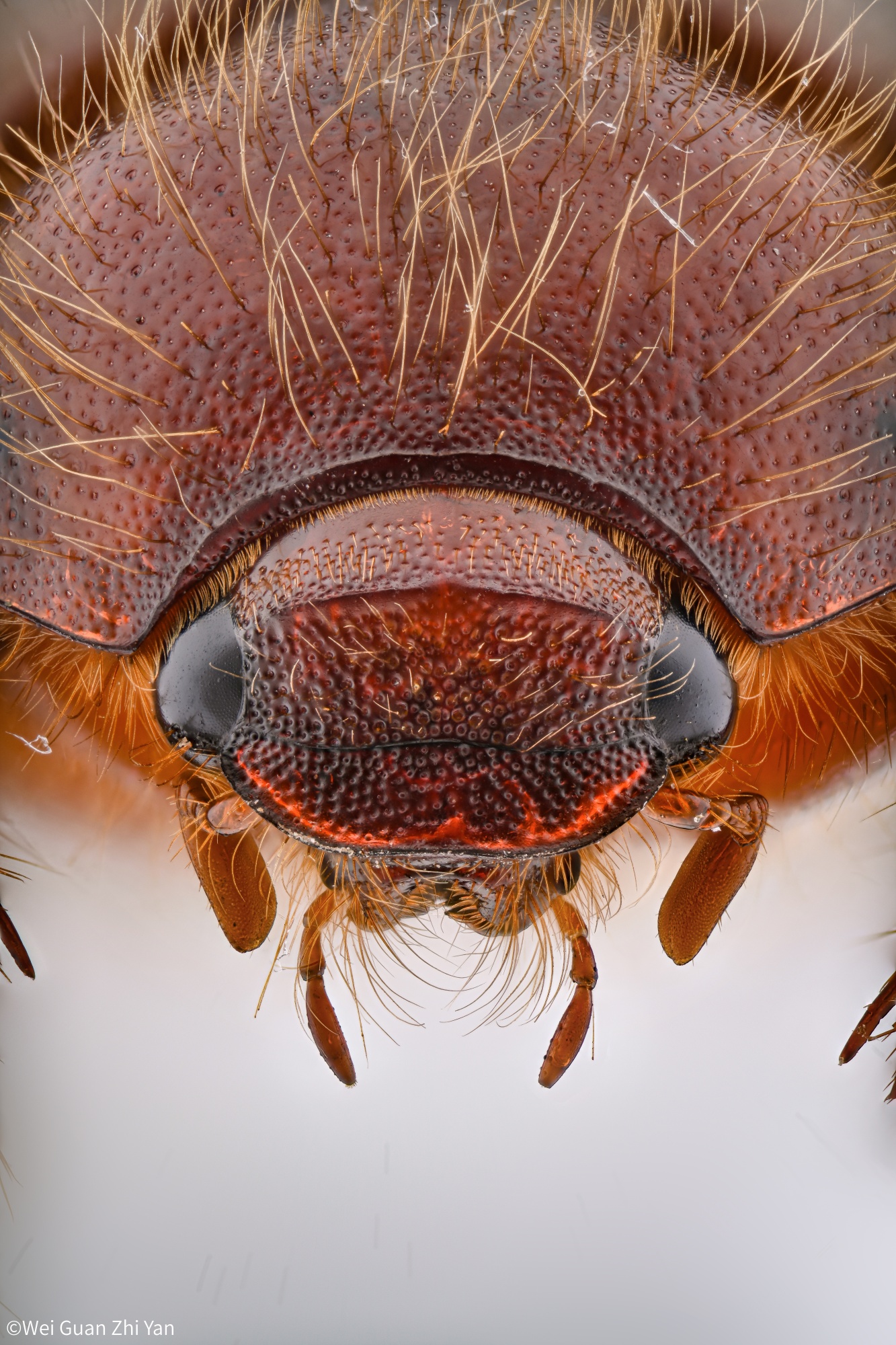©Wei Guan Zhi YanFF 25mm F2.8 Ultra Macro 2.5-5X