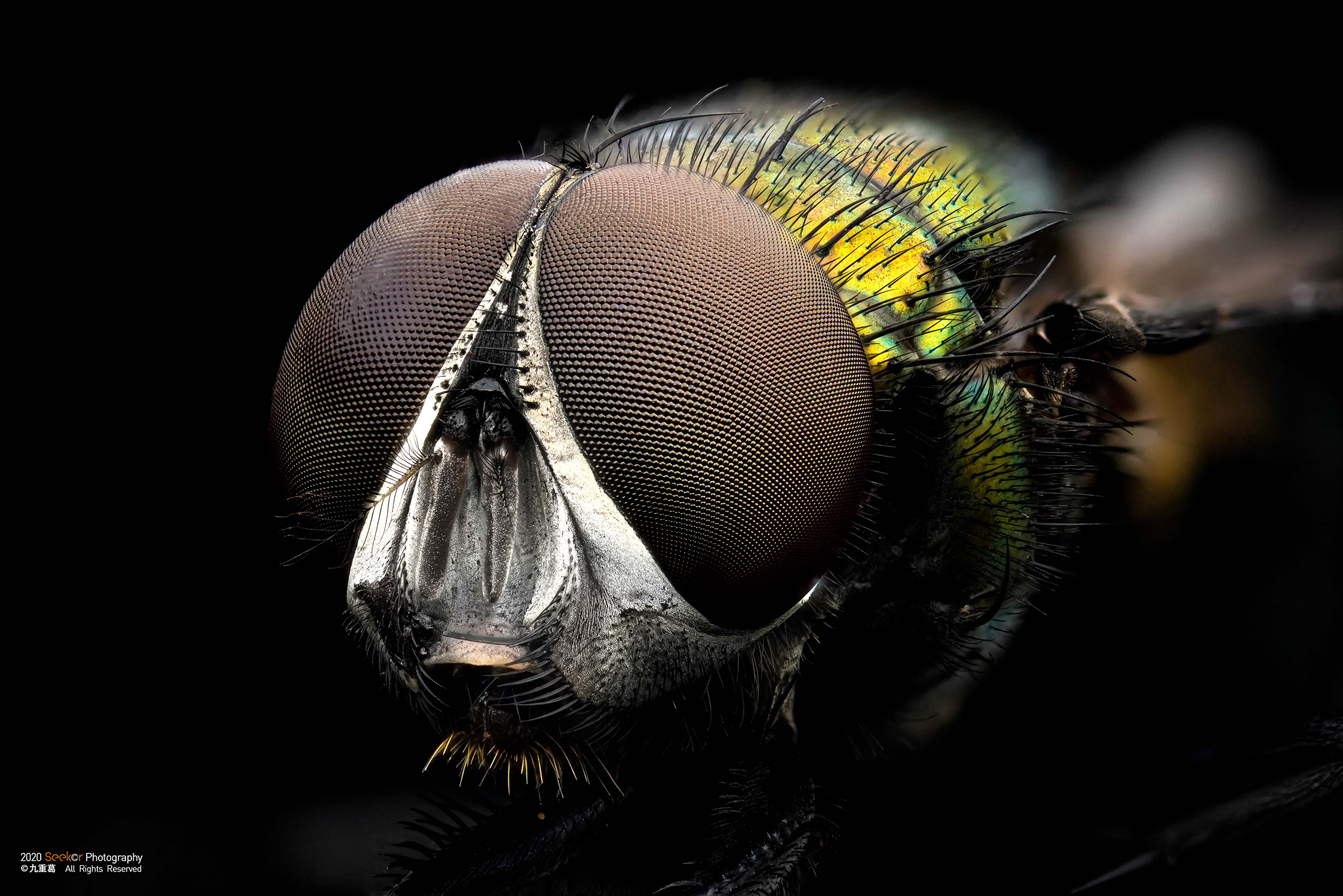 ©Jiu Chong GeFF 25mm F2.8 Ultra Macro 2.5-5X