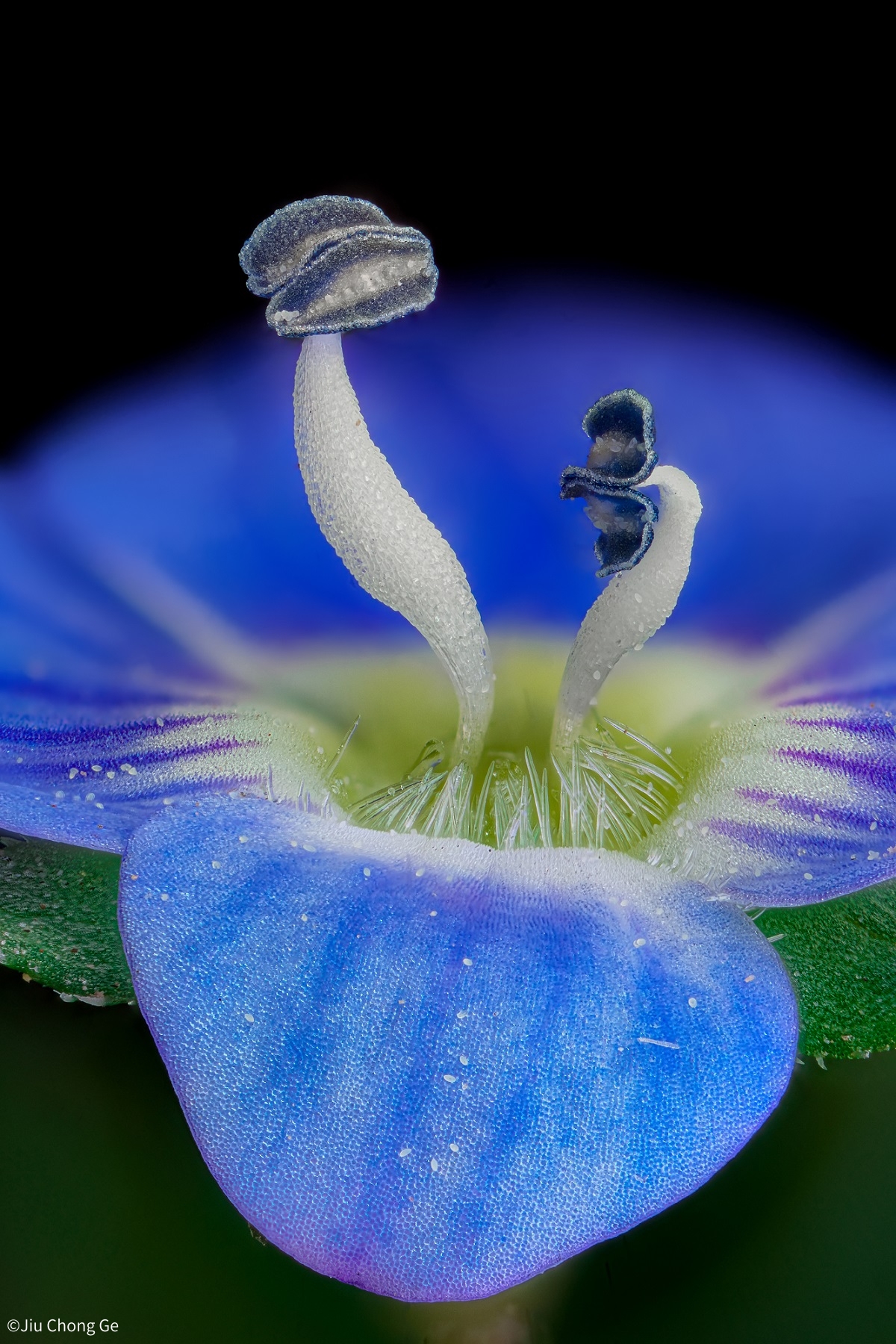 ©Jiu Chong GeFF 25mm F2.8 Ultra Macro 2.5-5X