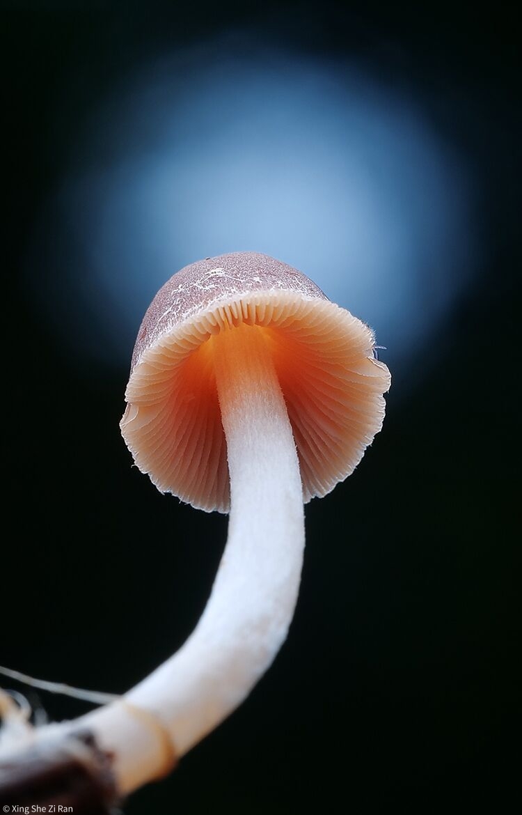 © Xing She Zi RanMFT 50mm F2.8 CA-Dreamer Macro 2X