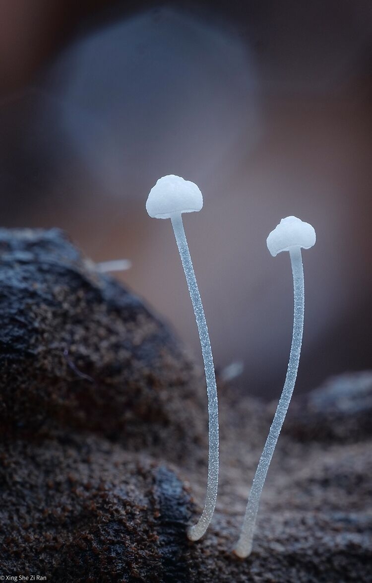 © Xing She Zi RanMFT 50mm F2.8 CA-Dreamer Macro 2X