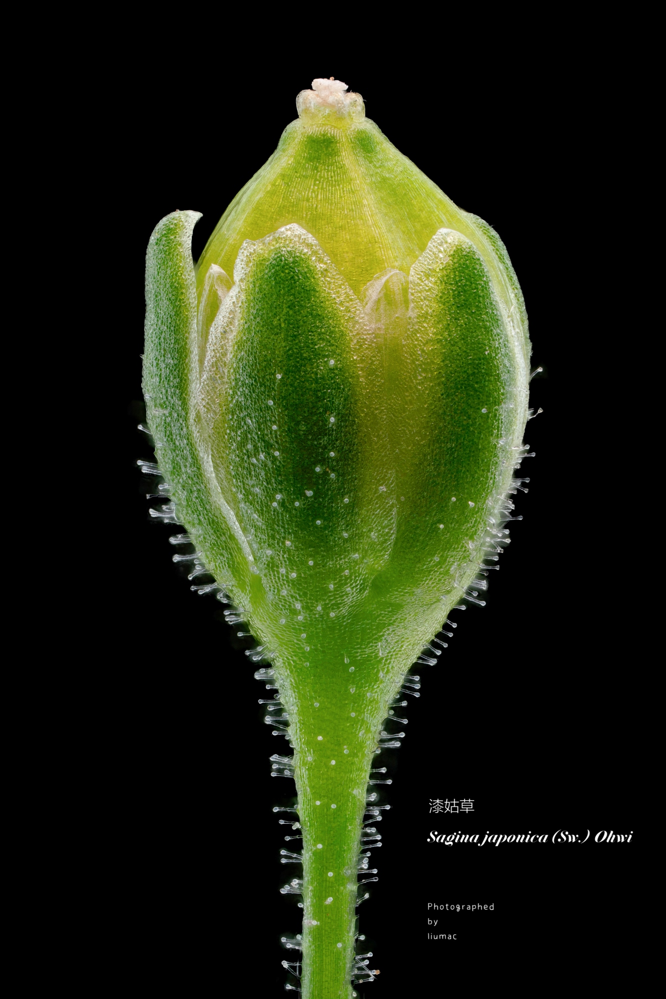 © Liu MingFF 45mm F2.8 ULTRA MACRO 1-5X APO / FF 17.5mm F1.7 ULTRA MACRO