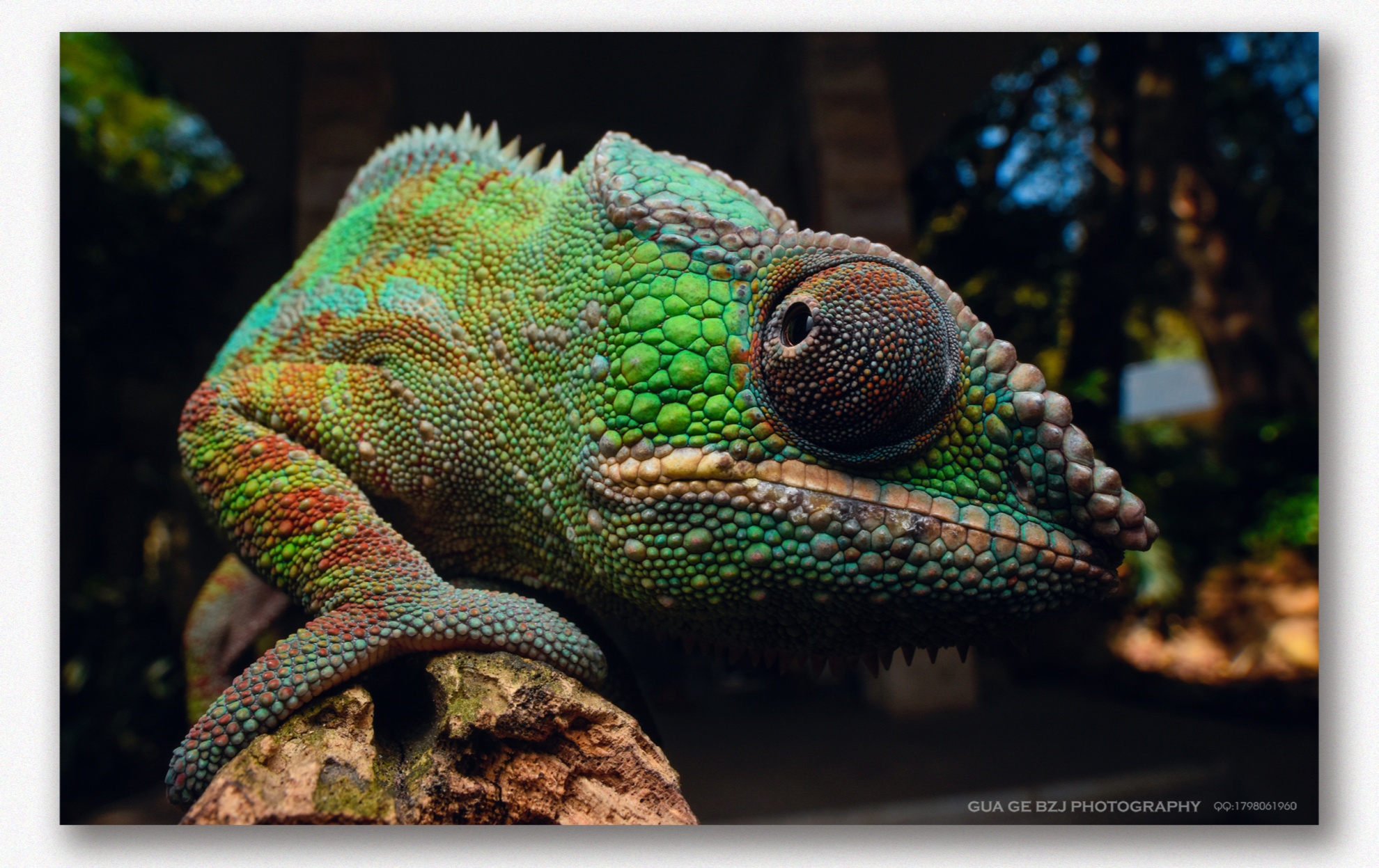 ©Gua GeFF 15mm F4.0 Macro 1X Shift