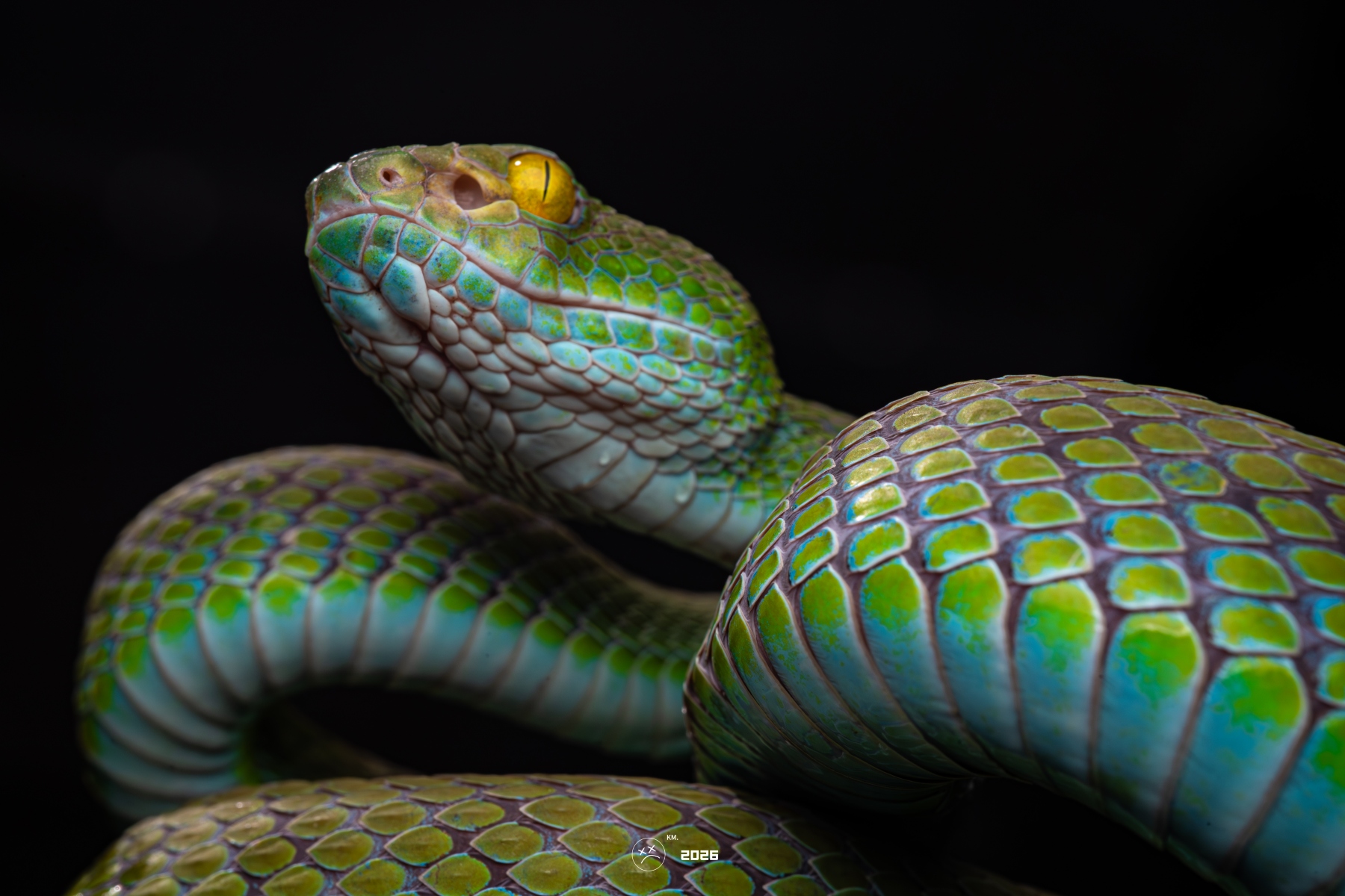 ©Kong MuCF 60mm F2.8 Super Macro 2X