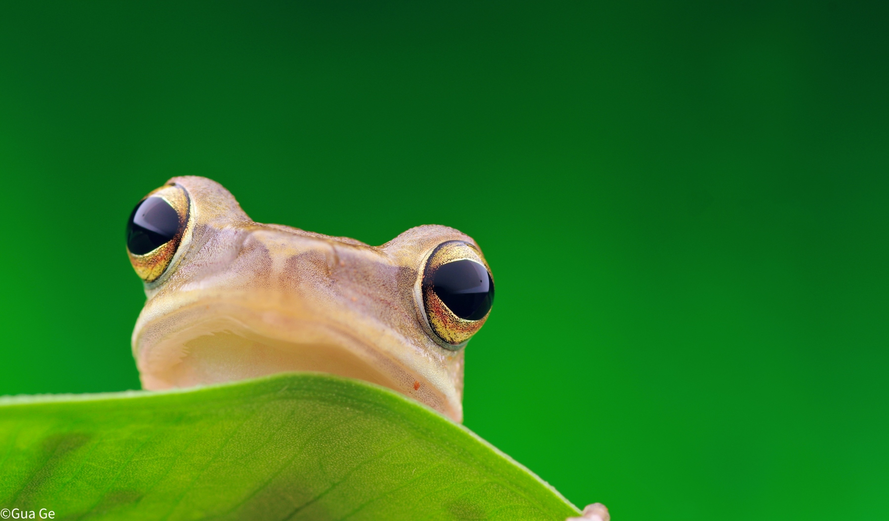 ©Gua GeCF 60mm F2.8 Super Macro 2X
