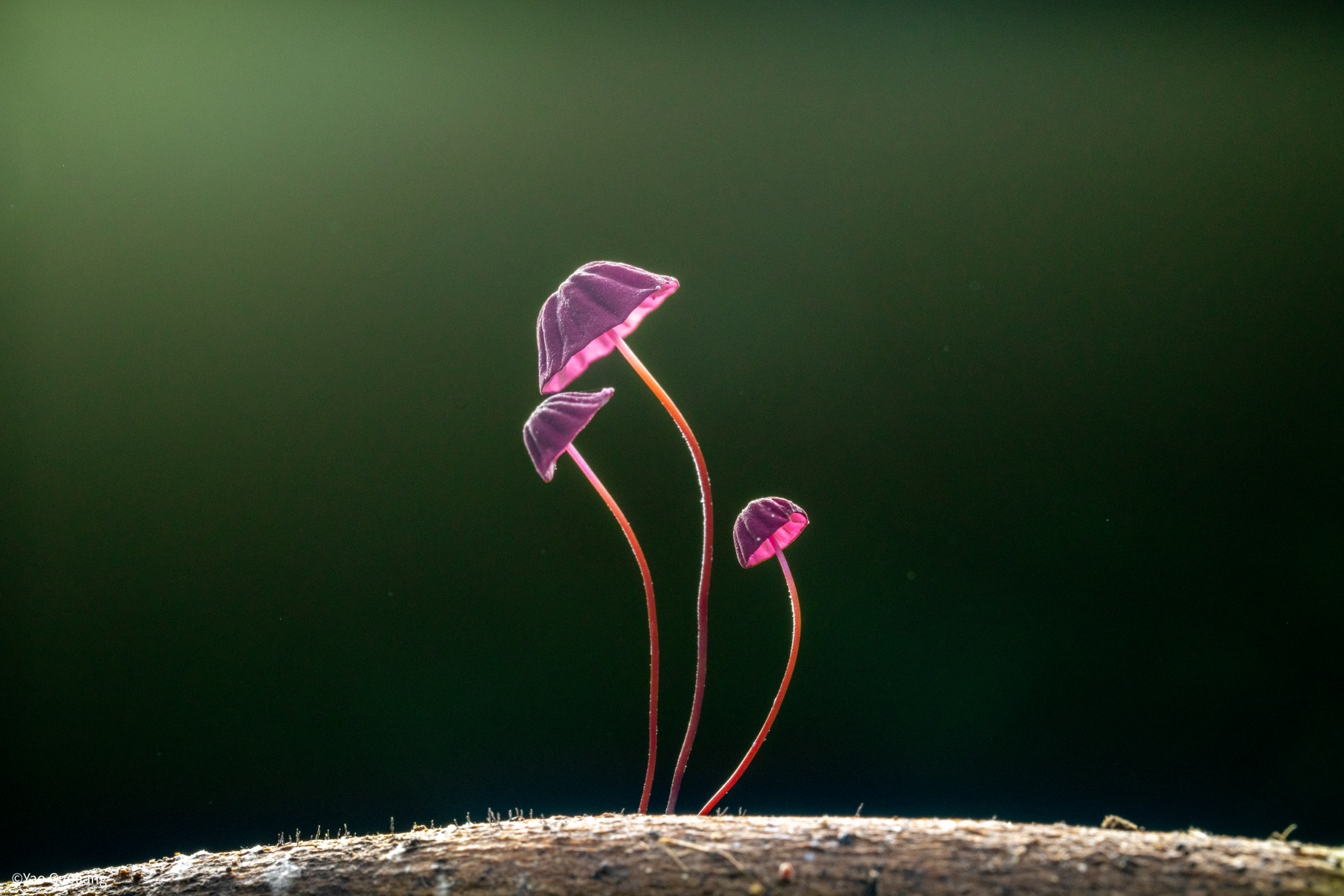 ©Yao GuoliangAF FF 35mm F2.8 CA-Dreamer Macro 1X