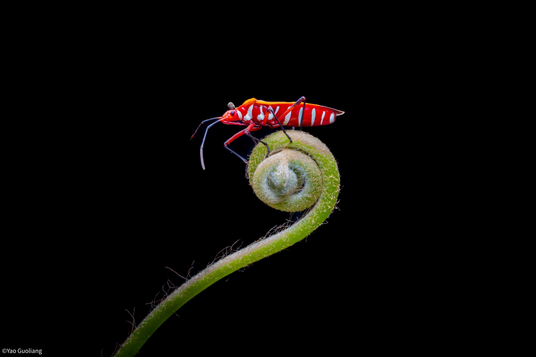 ©Yao GuoliangAF FF 35mm F2.8 CA-Dreamer Macro 1X
