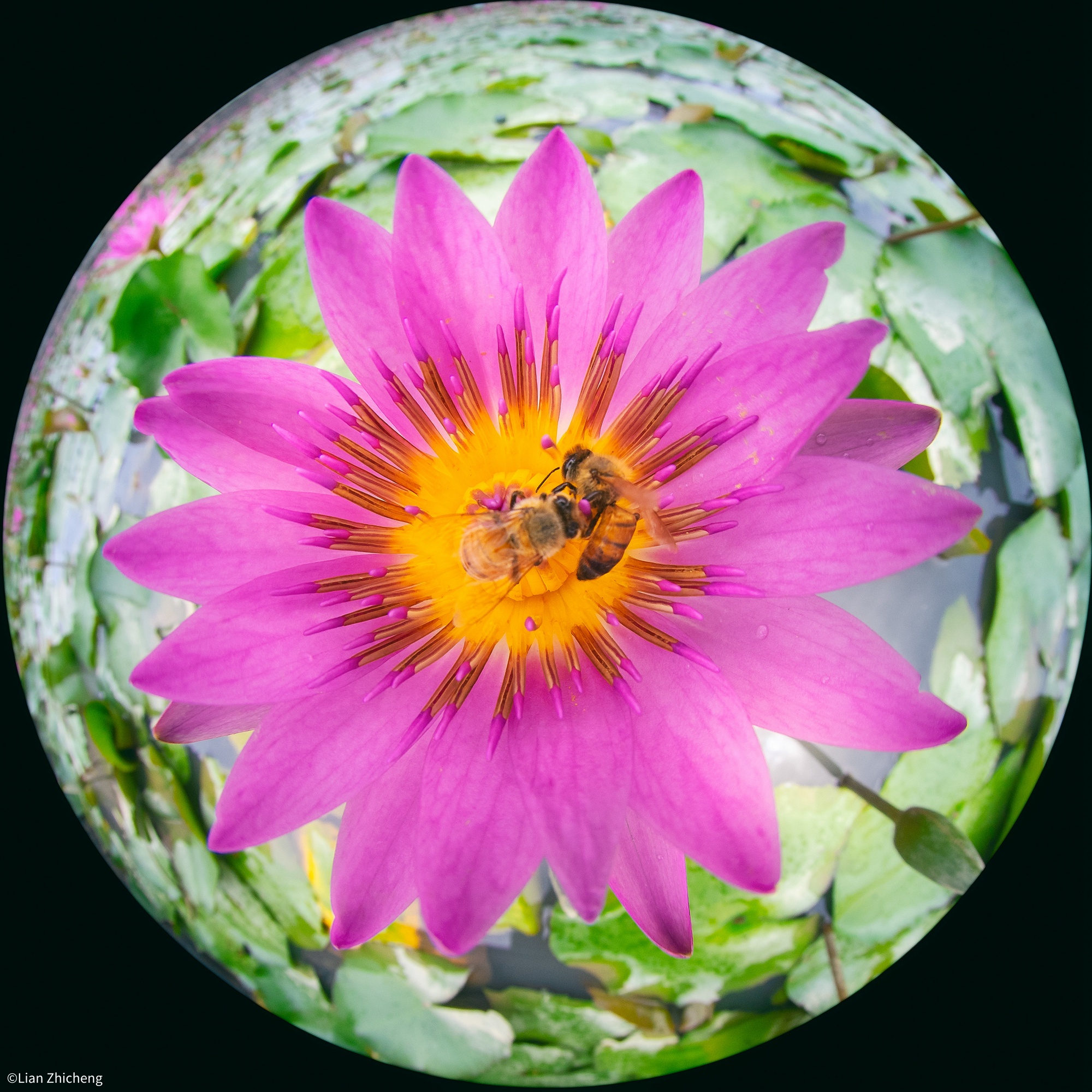 ©Lian ZhichengMFT 4mm F2.8 210° Circular Fisheye